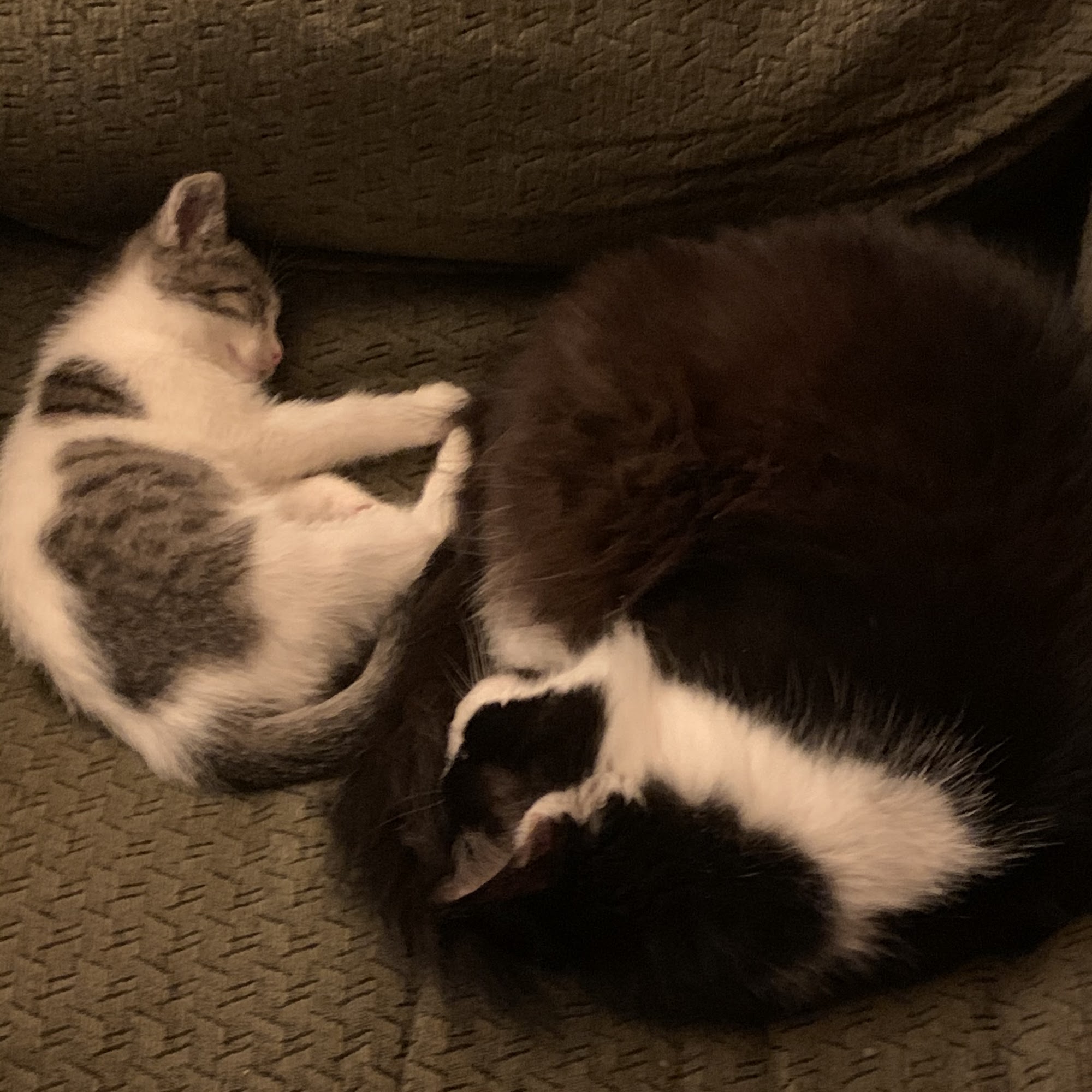 Mc Lawhorn Animal Clinic Greenville