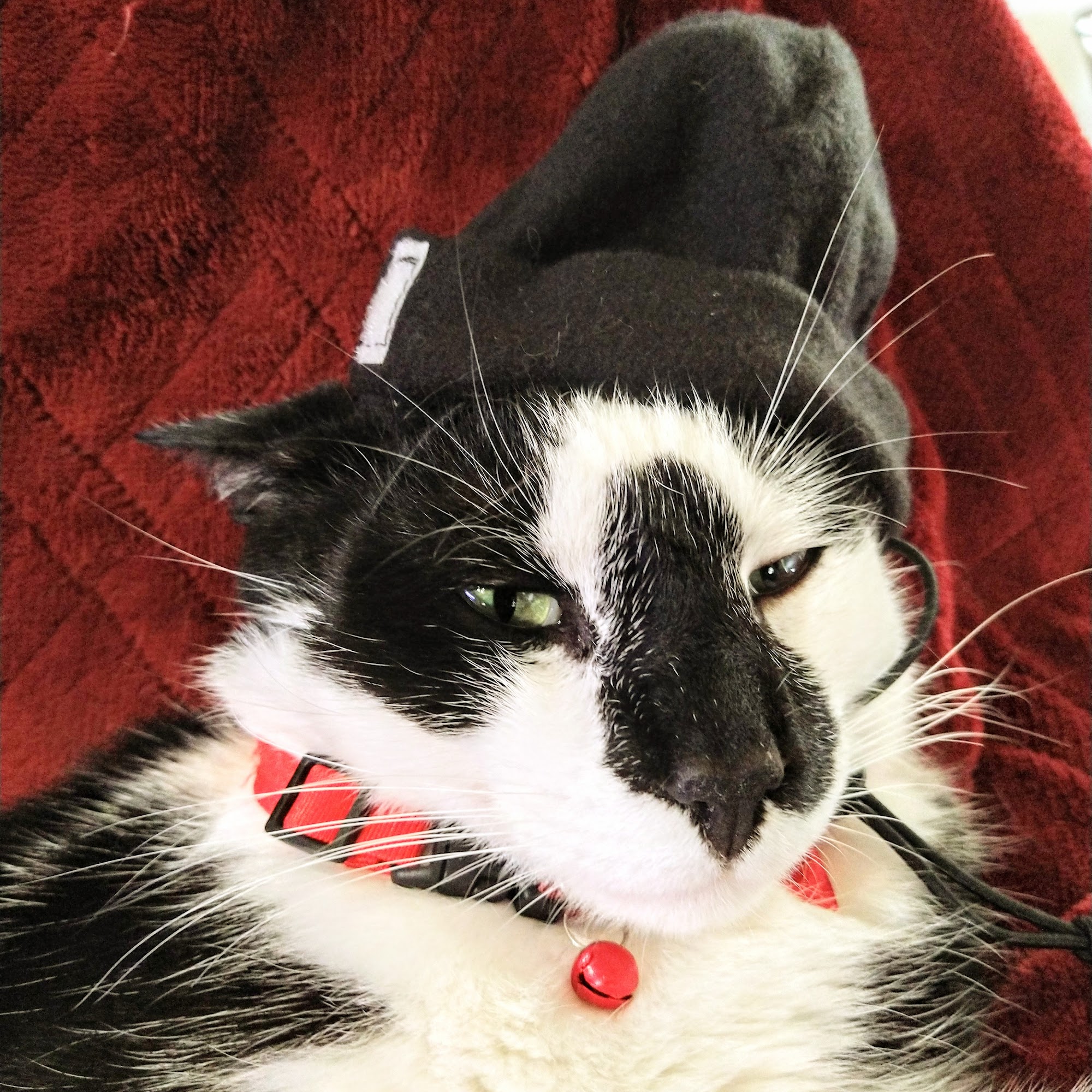 The Outpatient Veterinary Clinic Greenville