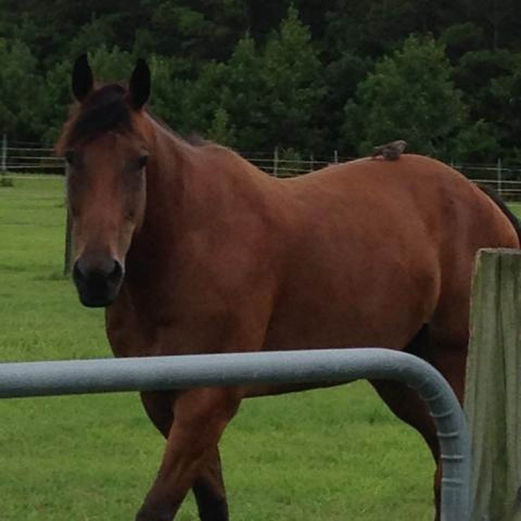 Greenville Mobile Equine Services Greenville