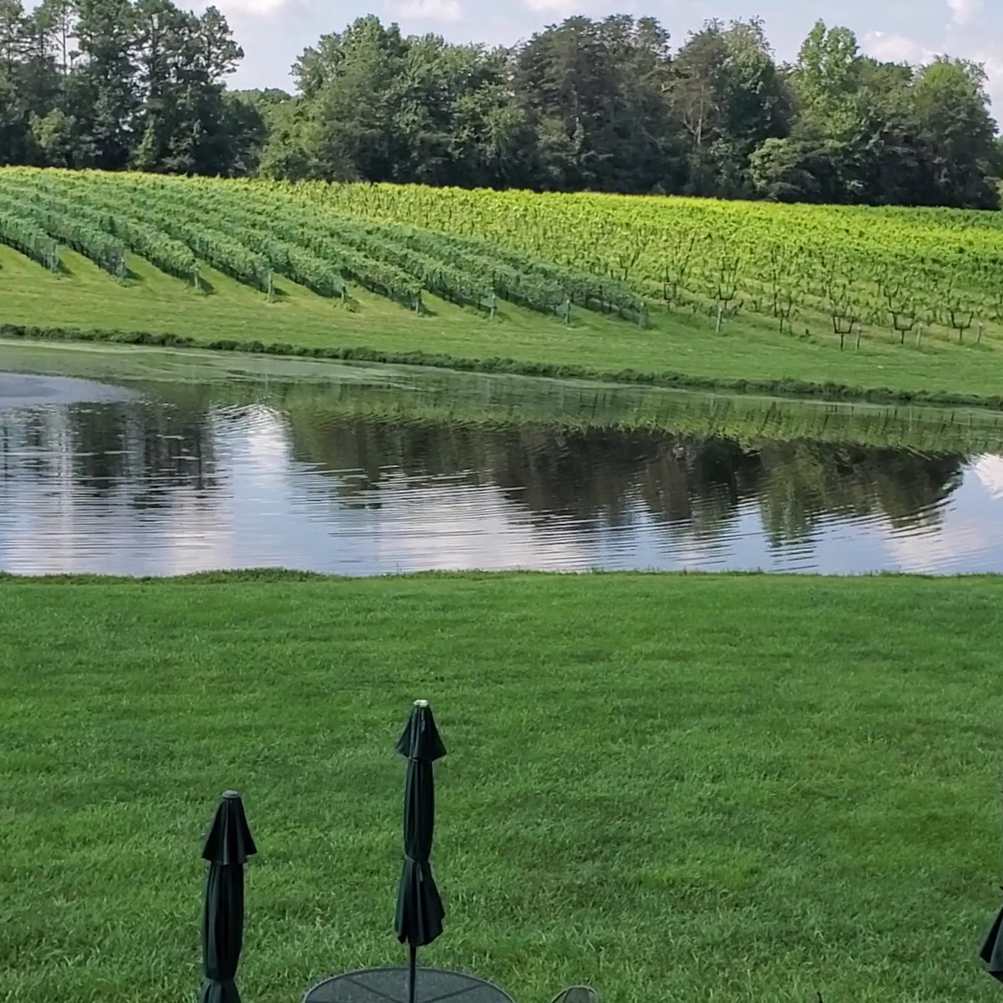 Shadow Springs Vineyard Hamptonville