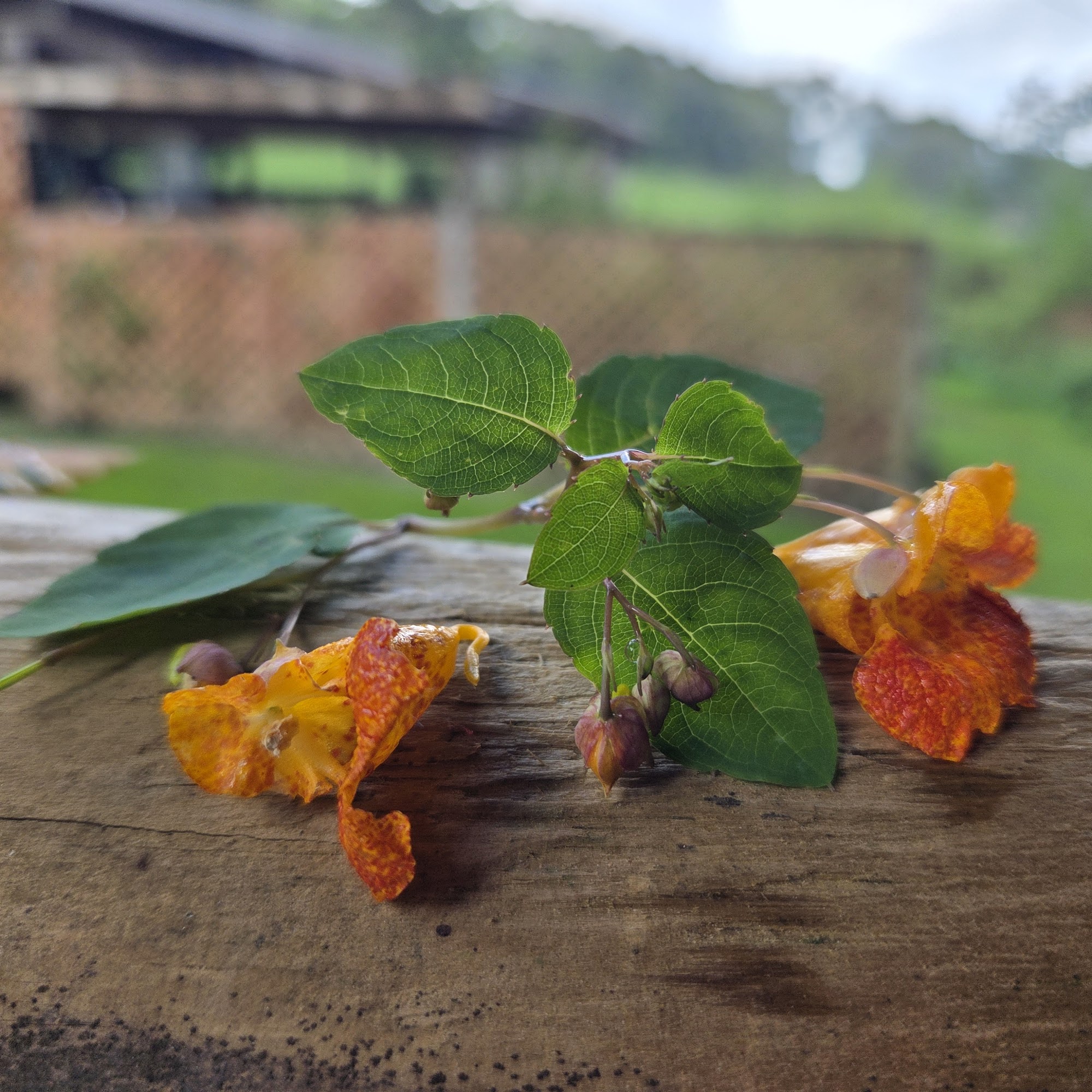 Harmony Fire Department Harmony