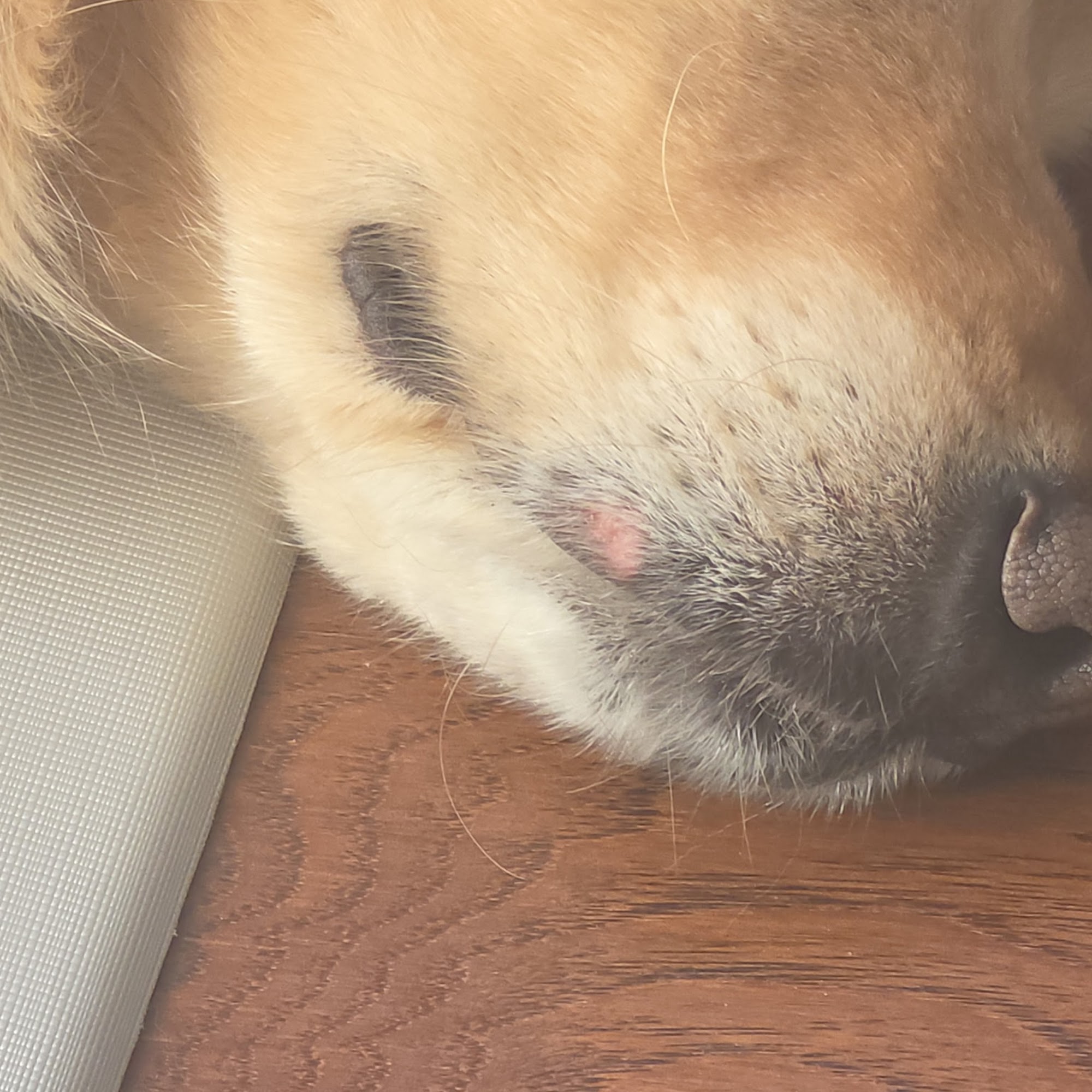 PetSuites Harrisburg Harrisburg