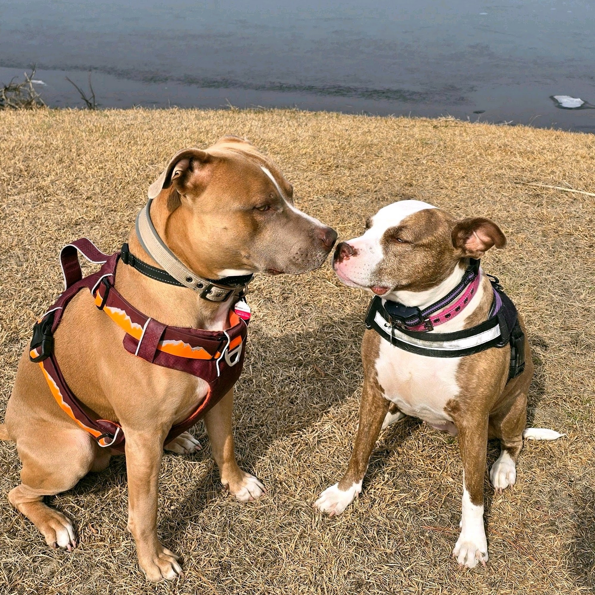 70 West Veterinary Hospital Havelock