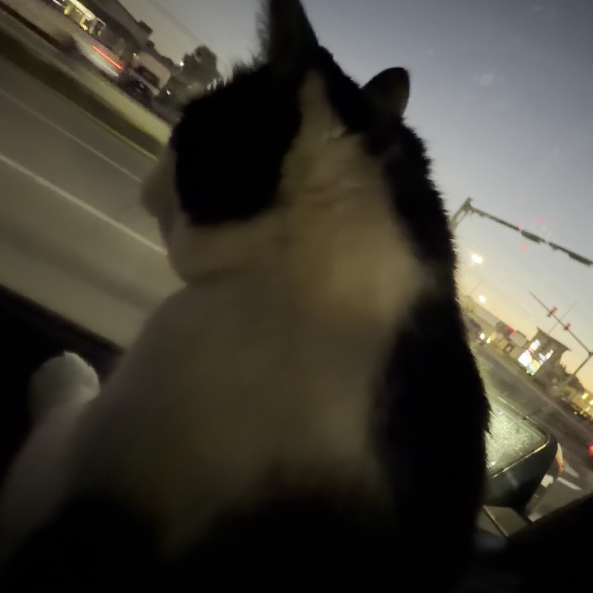 Havelock Animal Hospital Havelock