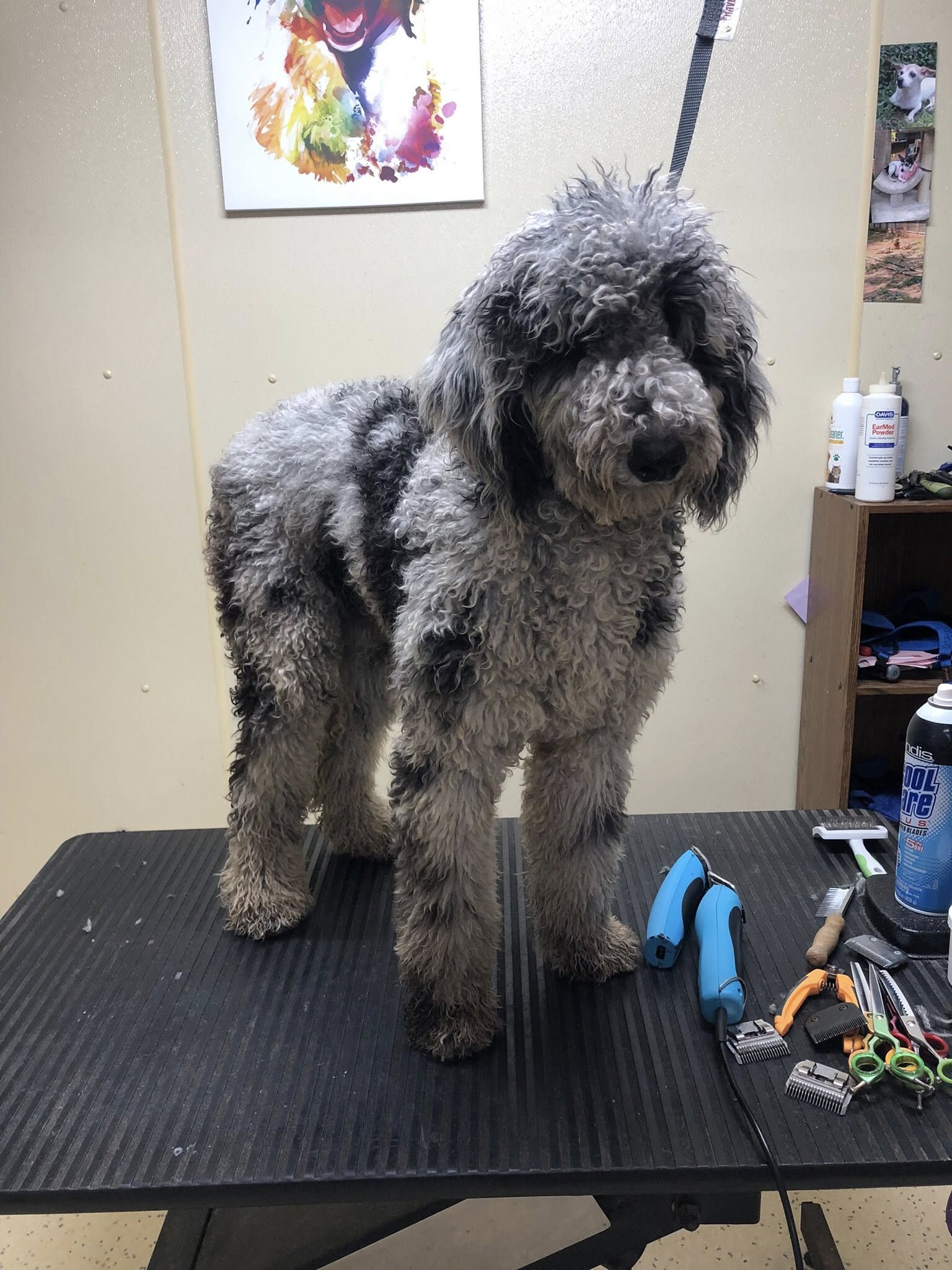 Pampered Pets