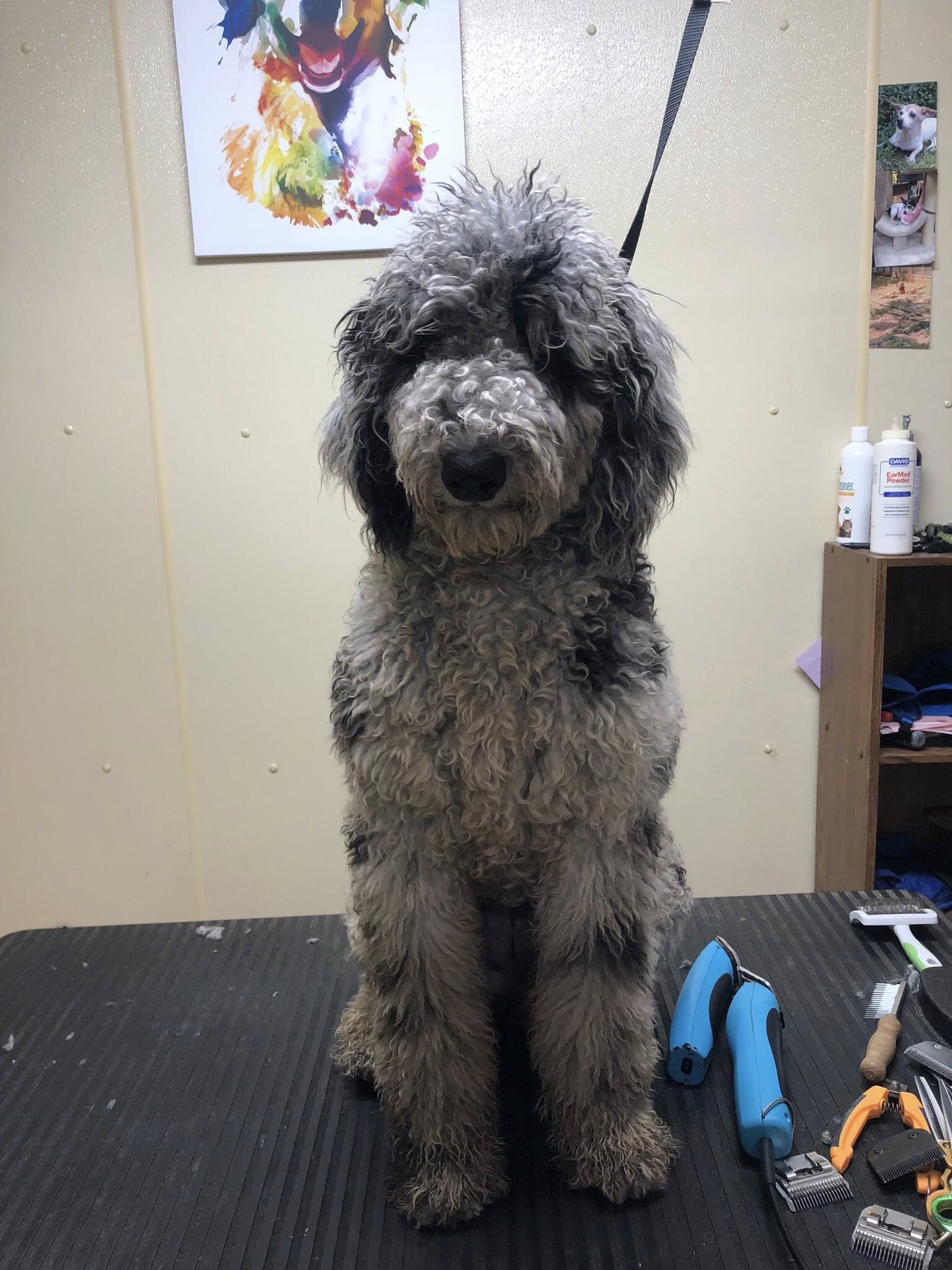 Pampered Pets