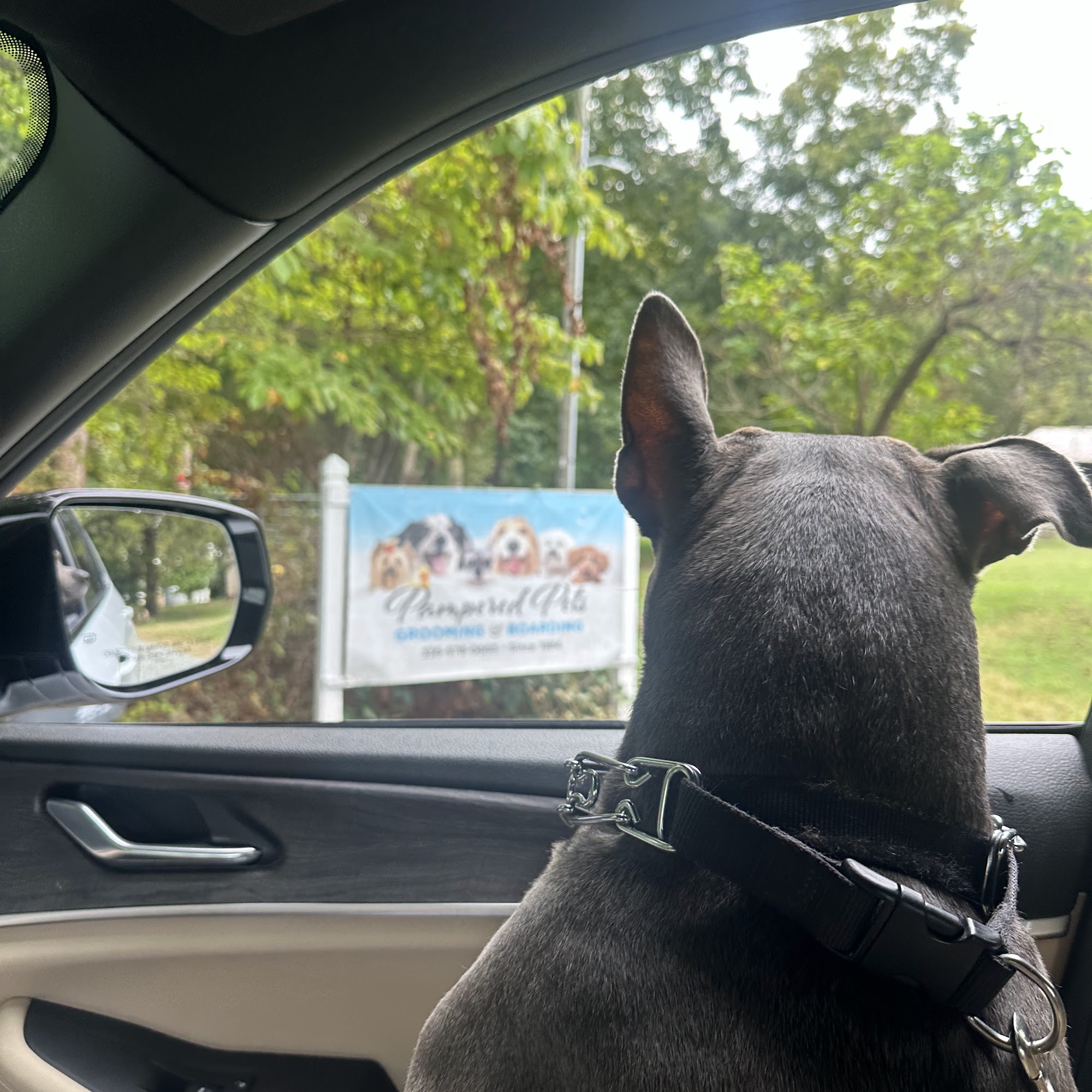 Pampered Pets