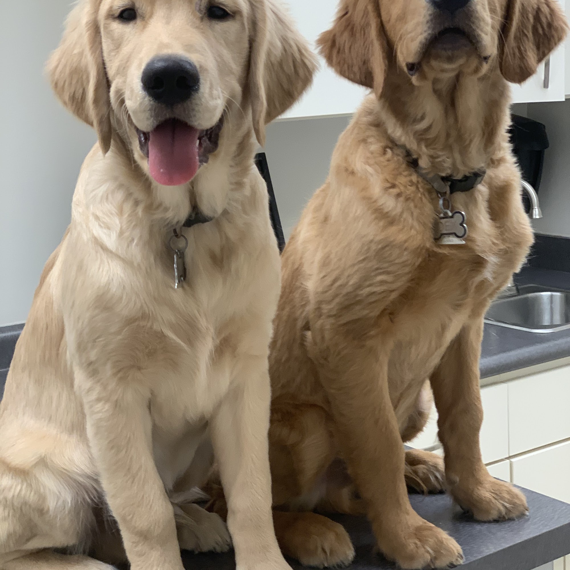 Dabney Drive Animal Hospital Henderson