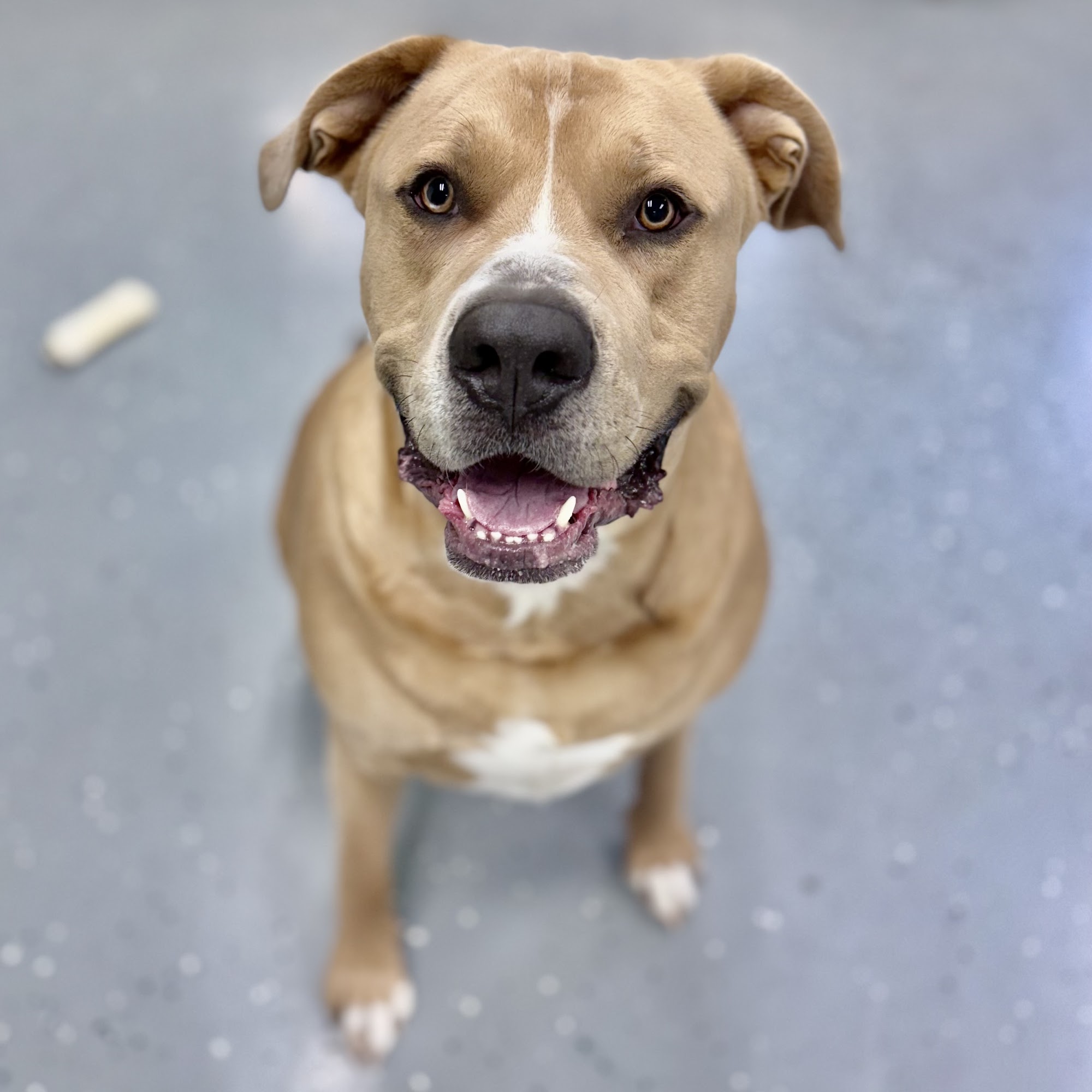 Next Level Kennels Pet Resort Henderson