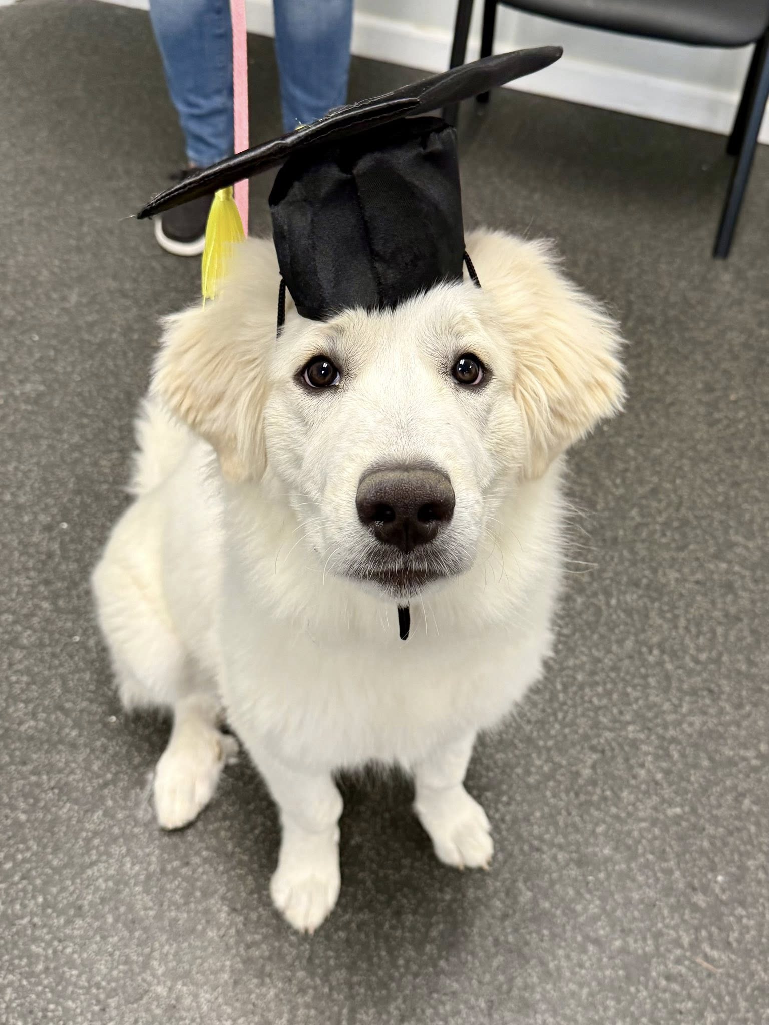 Next Level Kennels Pet Resort Henderson