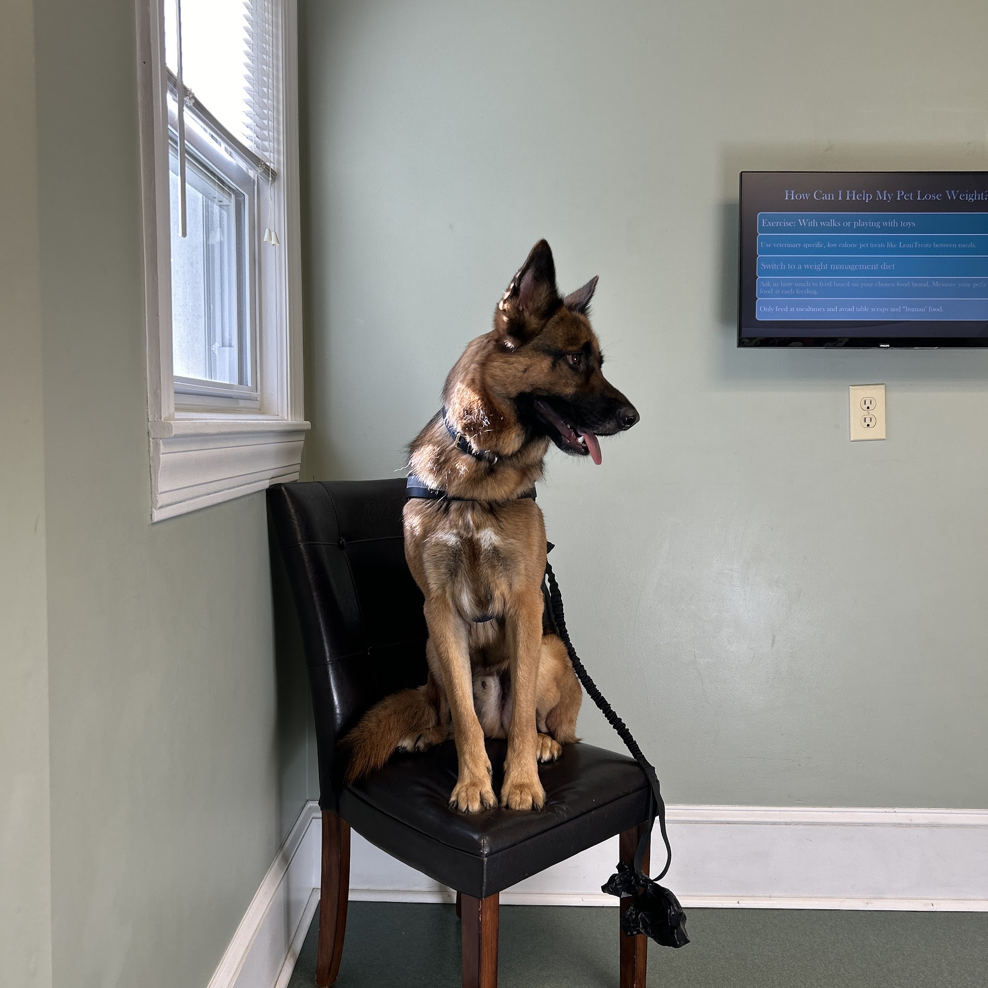 Apple Valley Animal Hospital Hendersonville