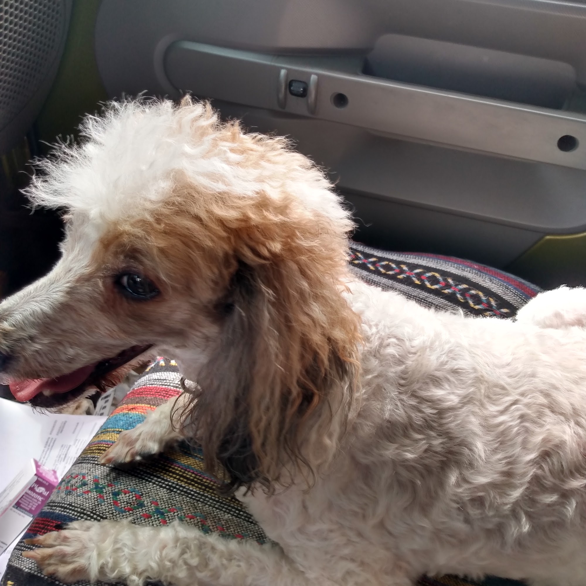 Carrie Carman, DVM Hendersonville