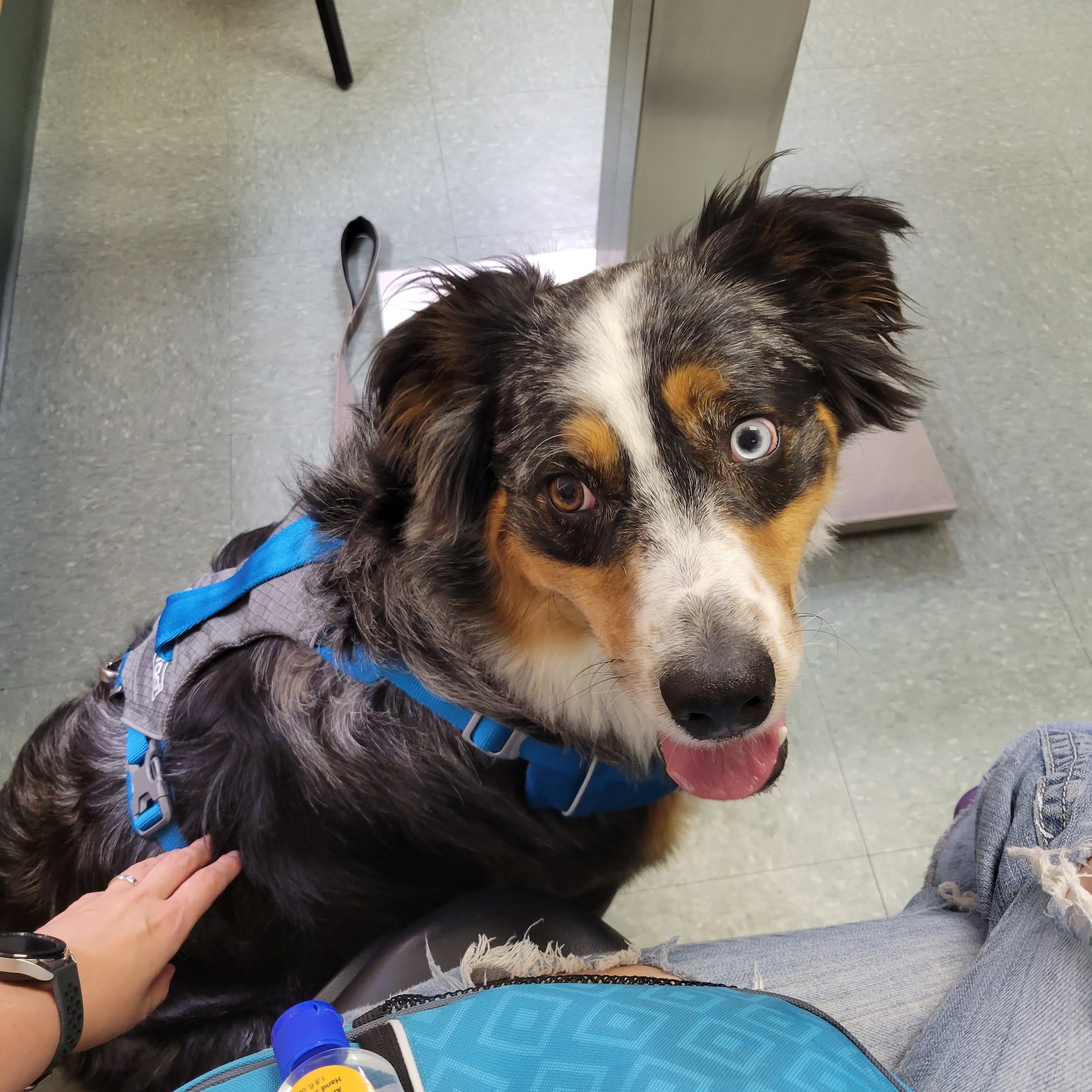 All Saints Animal Hospital Hendersonville