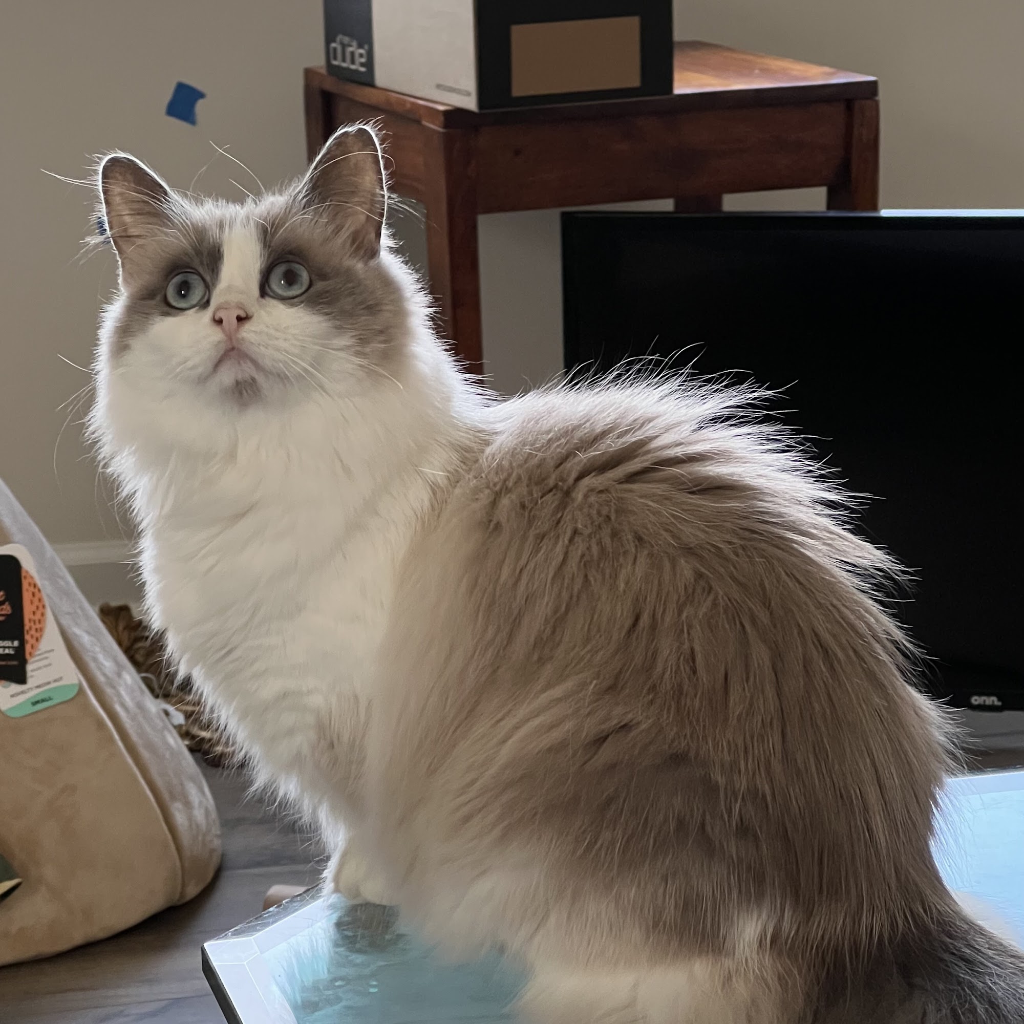 Haywood Animal Hospital Hendersonville