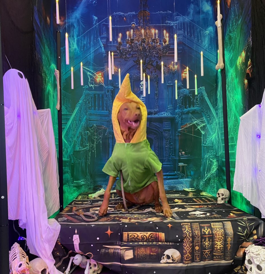 Barkers Anonymous Boutique and Training Hendersonville