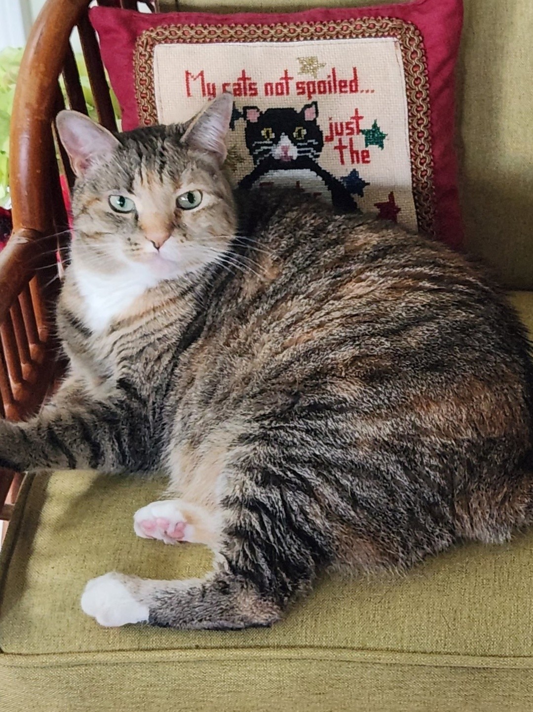 Blue Ridge Humane Society Hendersonville