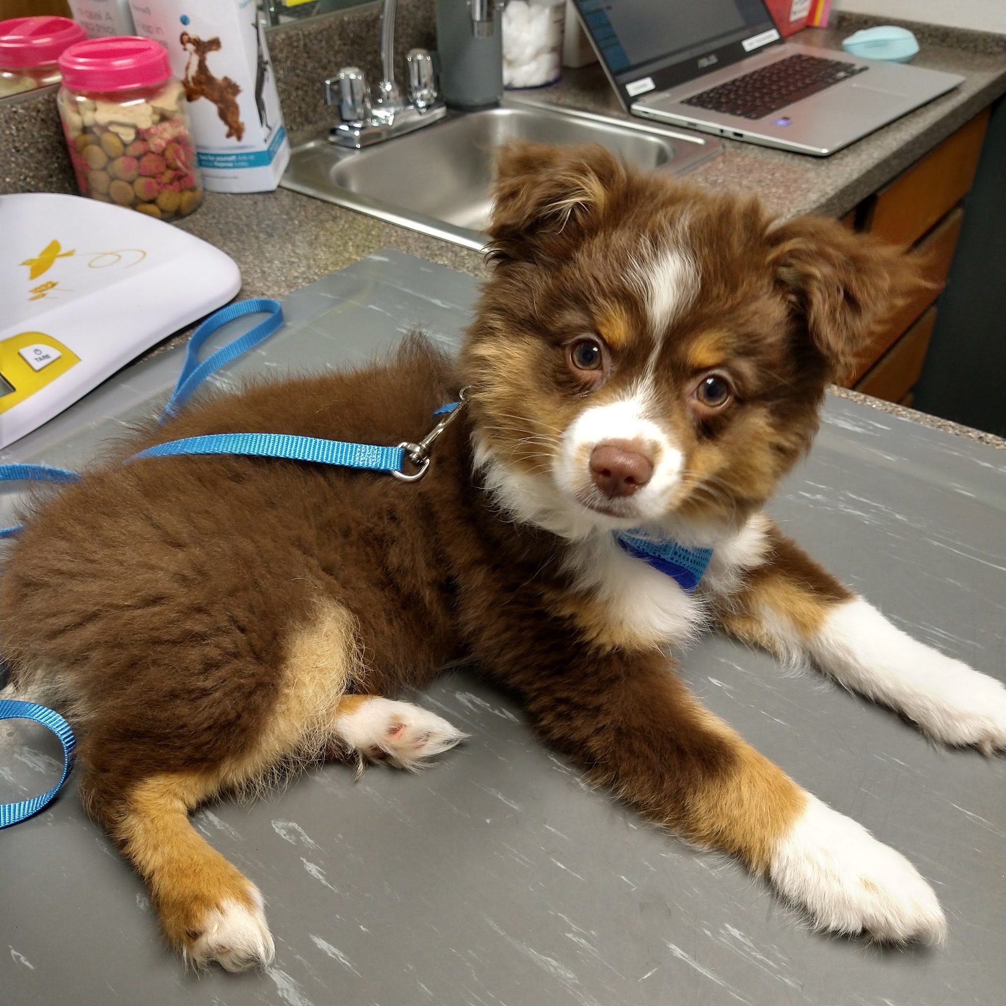 Catawba Valley Animal Hospital Hickory