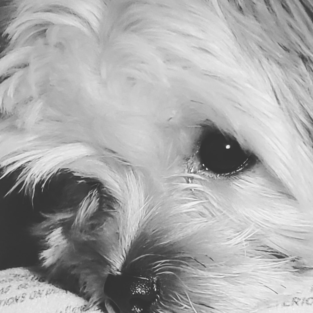 Animal Hospital North Hickory