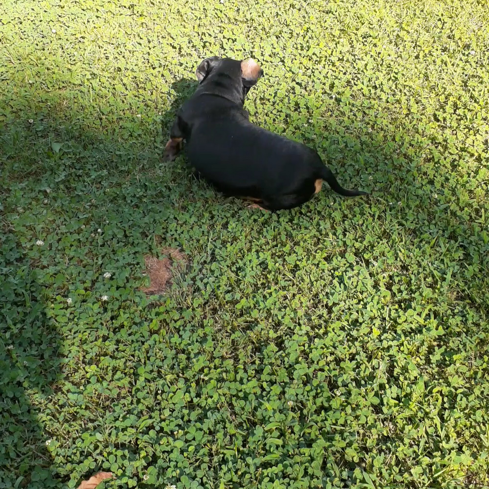 Animal Hospital North Hickory