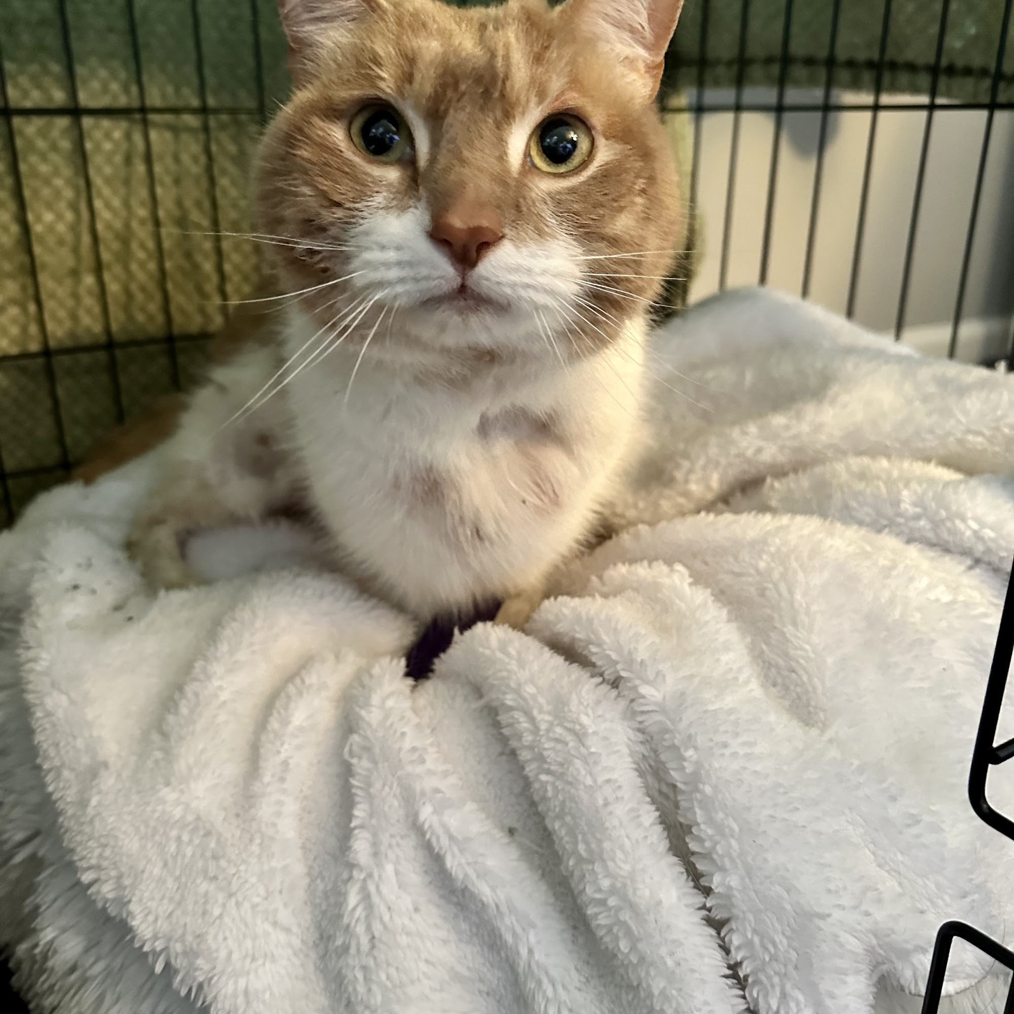 Carolina Animal Specialty & Emergency (CASE) Hickory