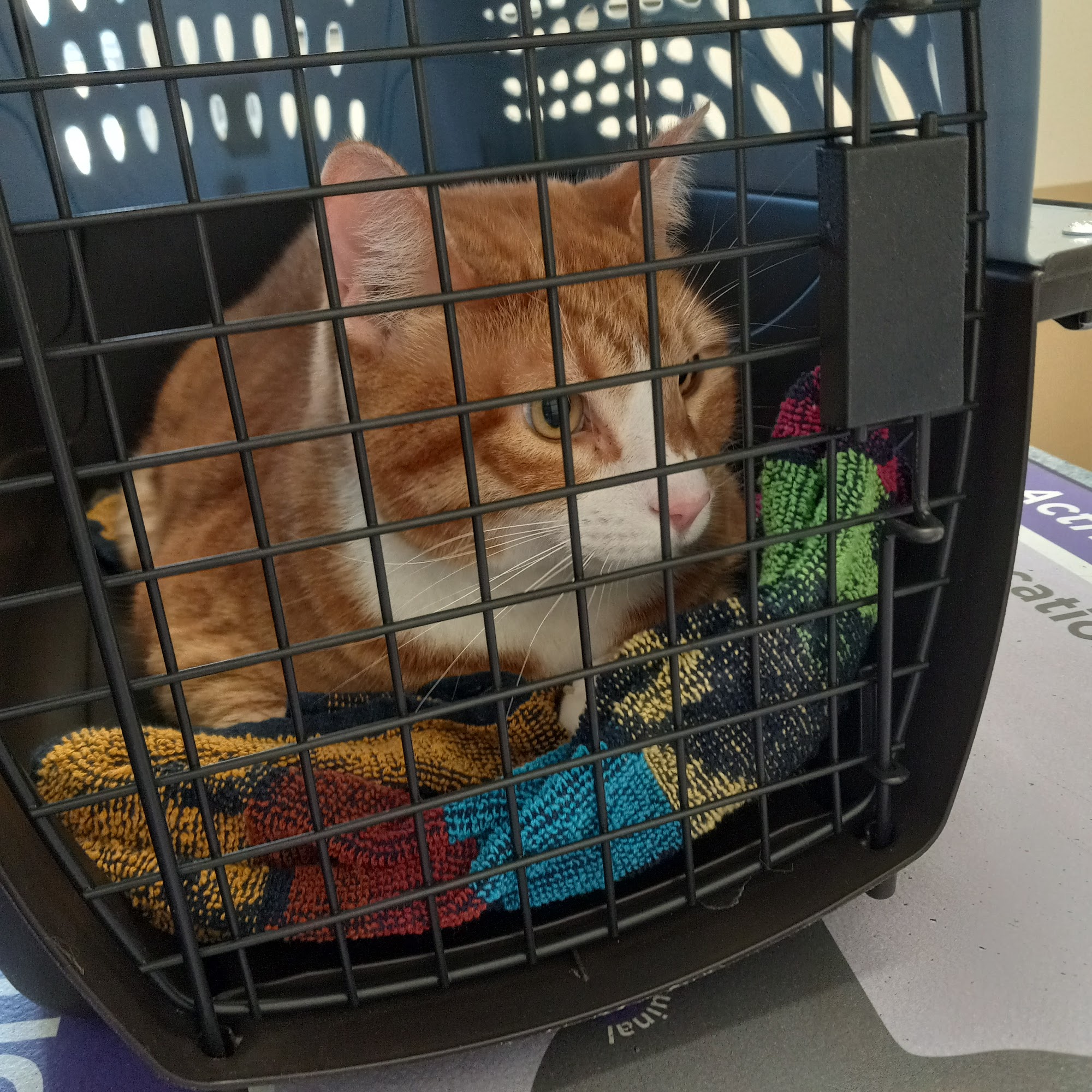 Blue Skies Veterinary Hospital Hickory