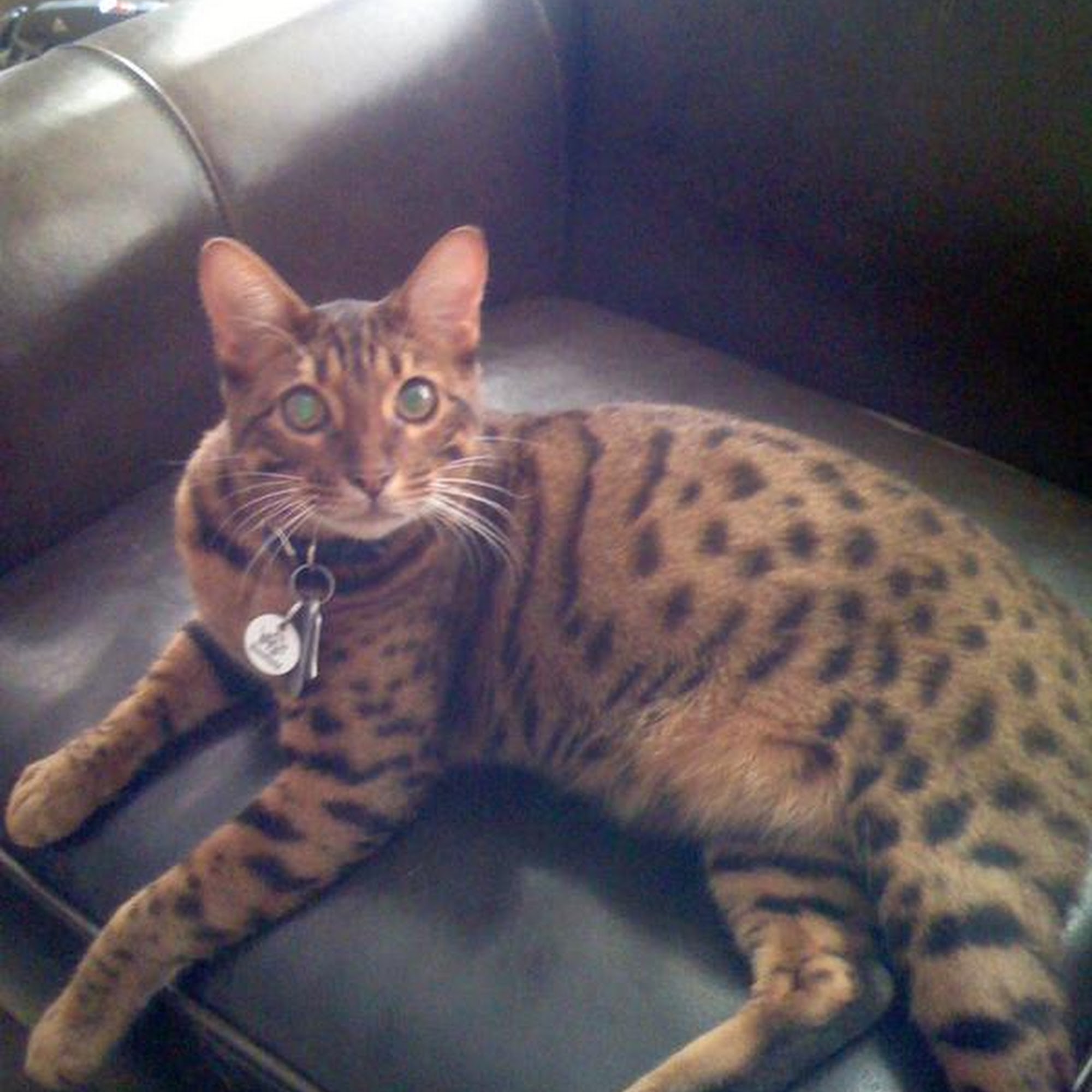 Hill Animal Hospital Hickory