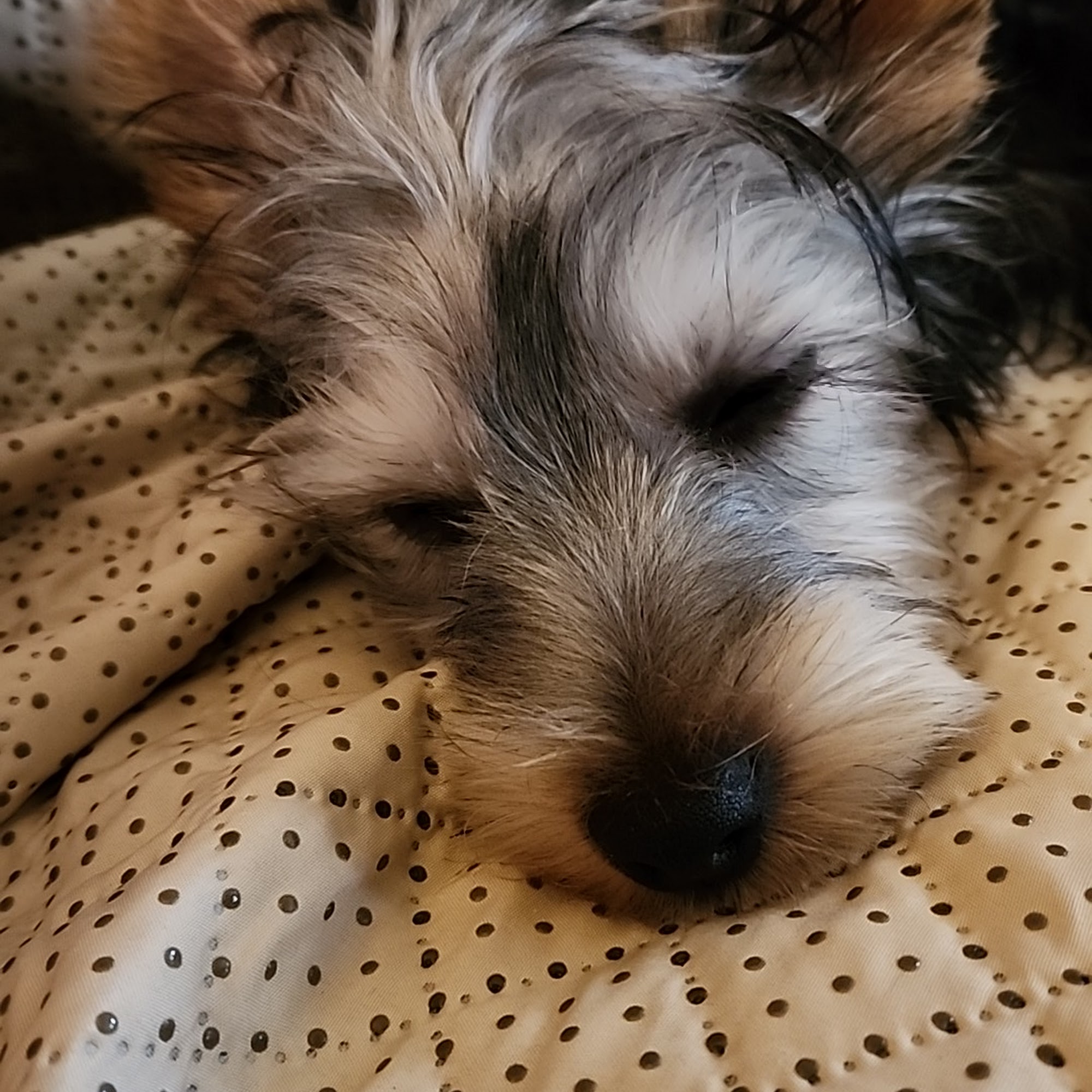 Viewmont Animal Hospital Hickory