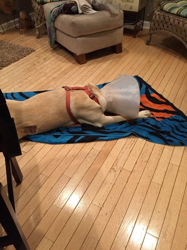 Mountain View Animal Hospital Hickory