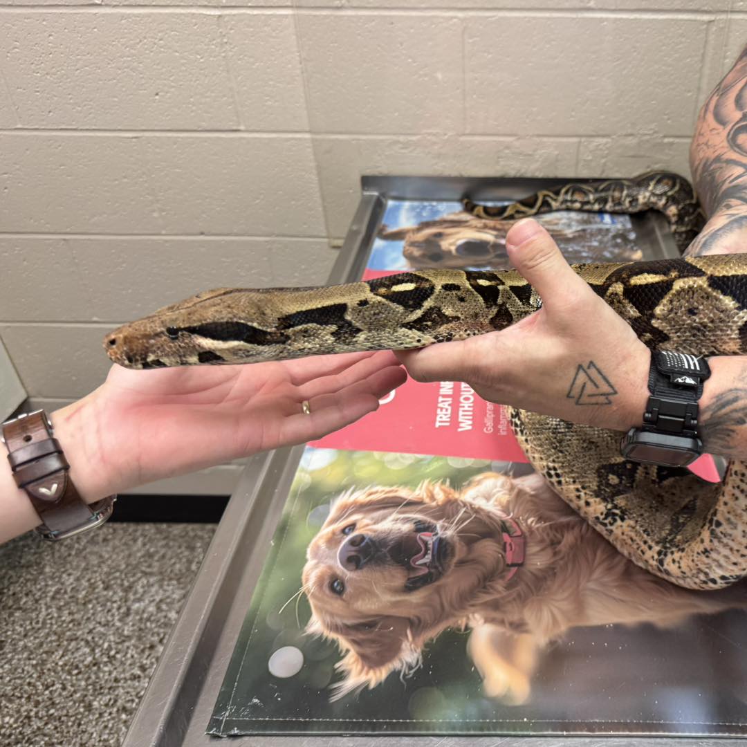 All Hearts Animal Hospital Hickory