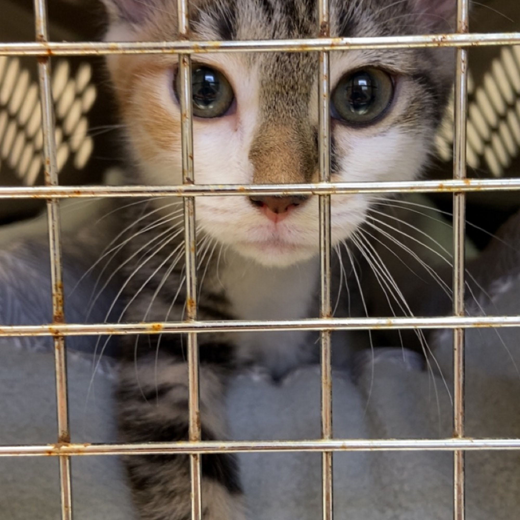 All Hearts Animal Hospital Hickory