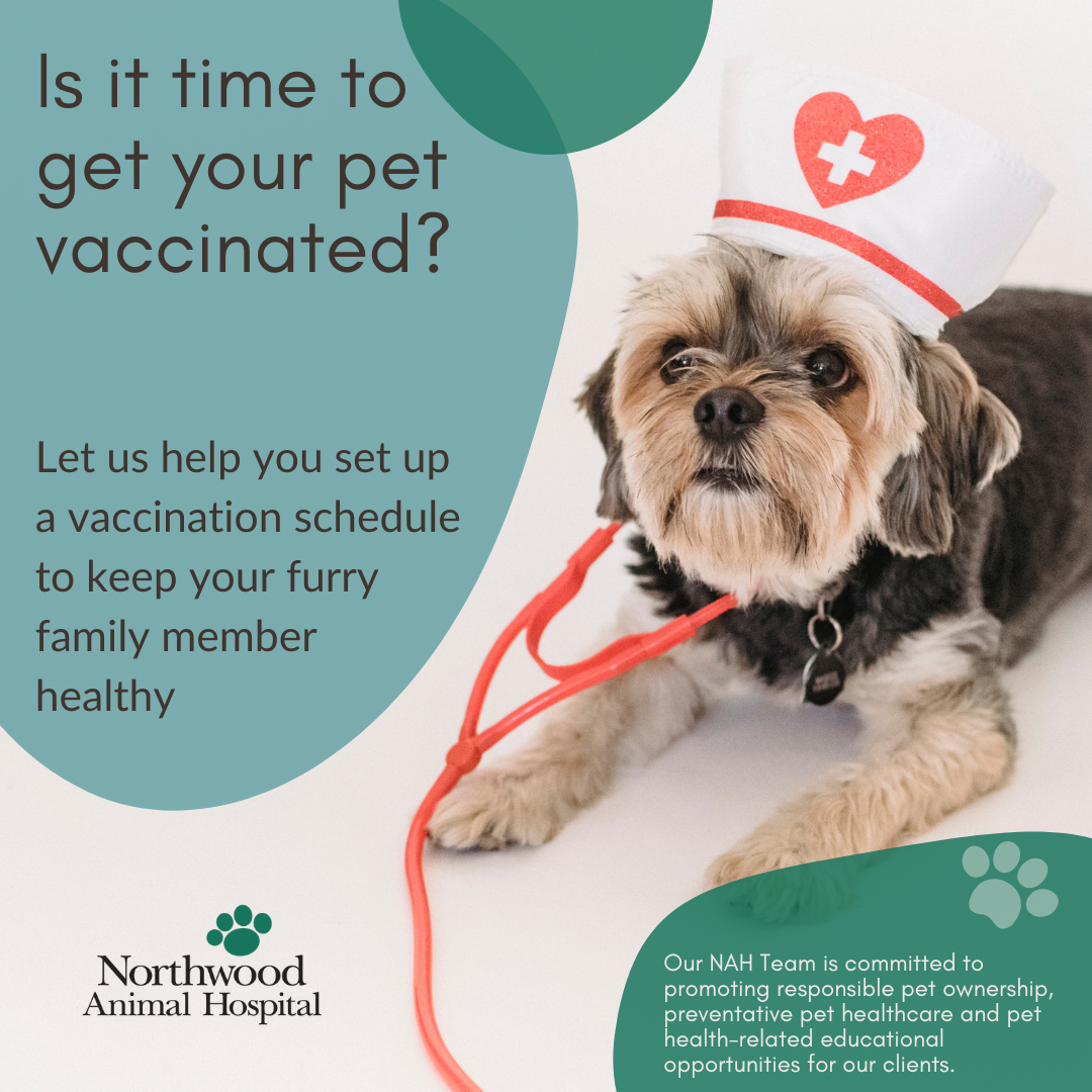 Northwood Animal Hospital High Point