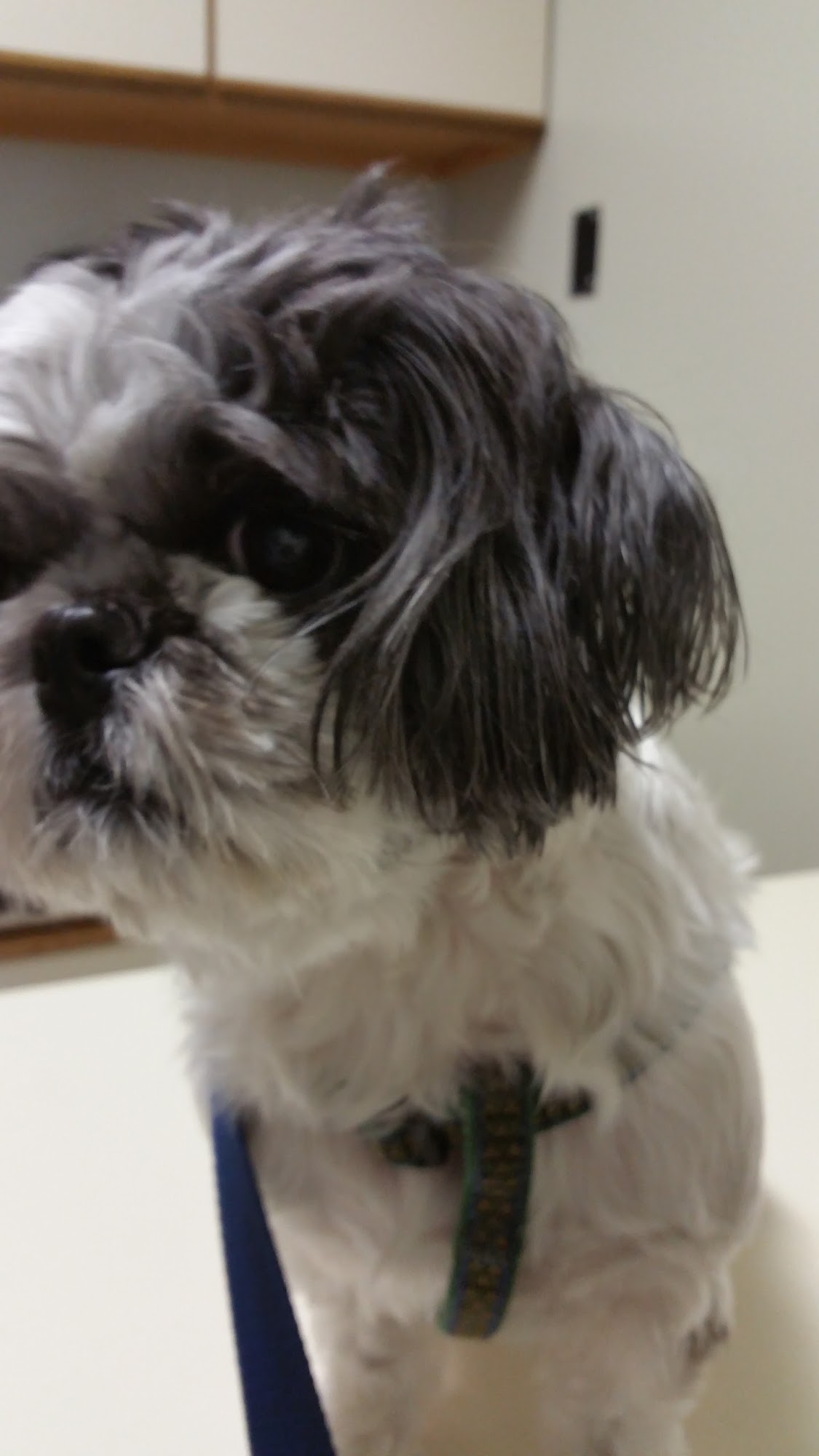 Center Veterinary Hospital High Point