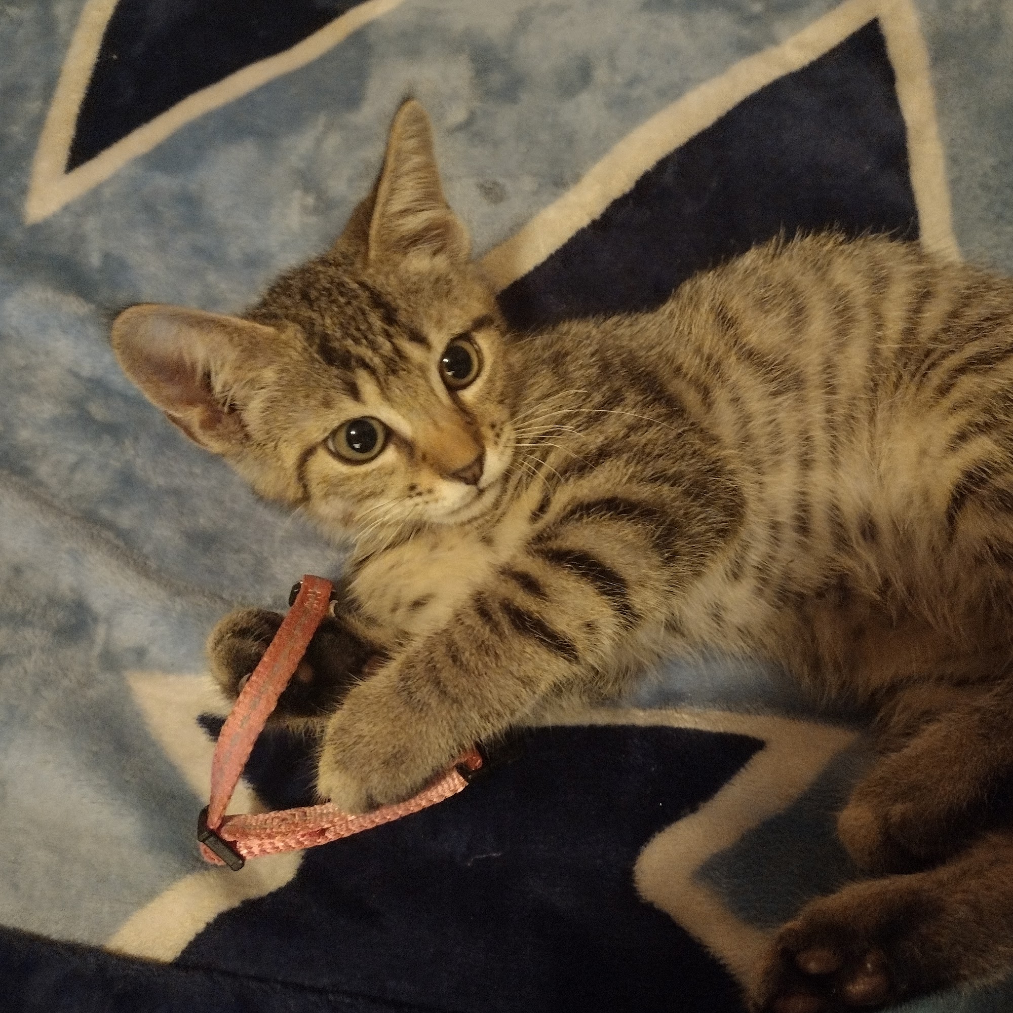 Westchester Veterinary Hospital High Point