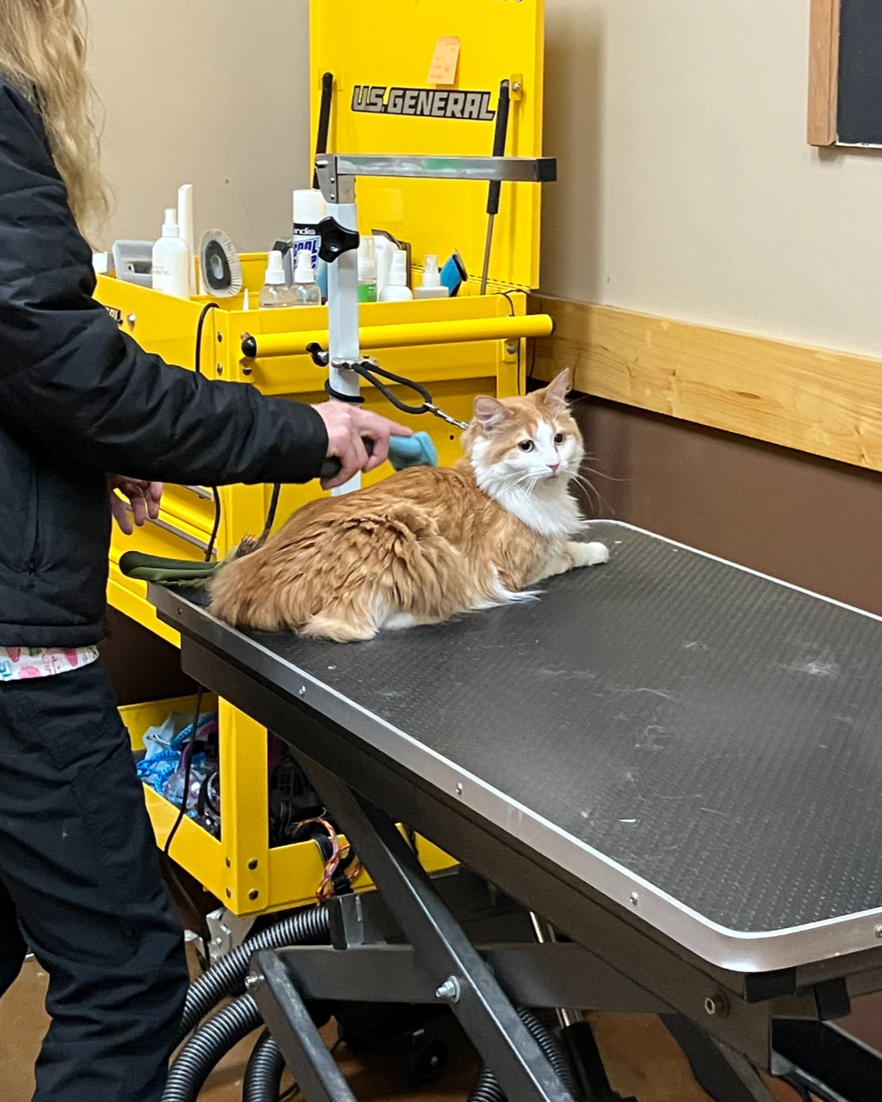 The Natural Dog Pet Food Market High Point