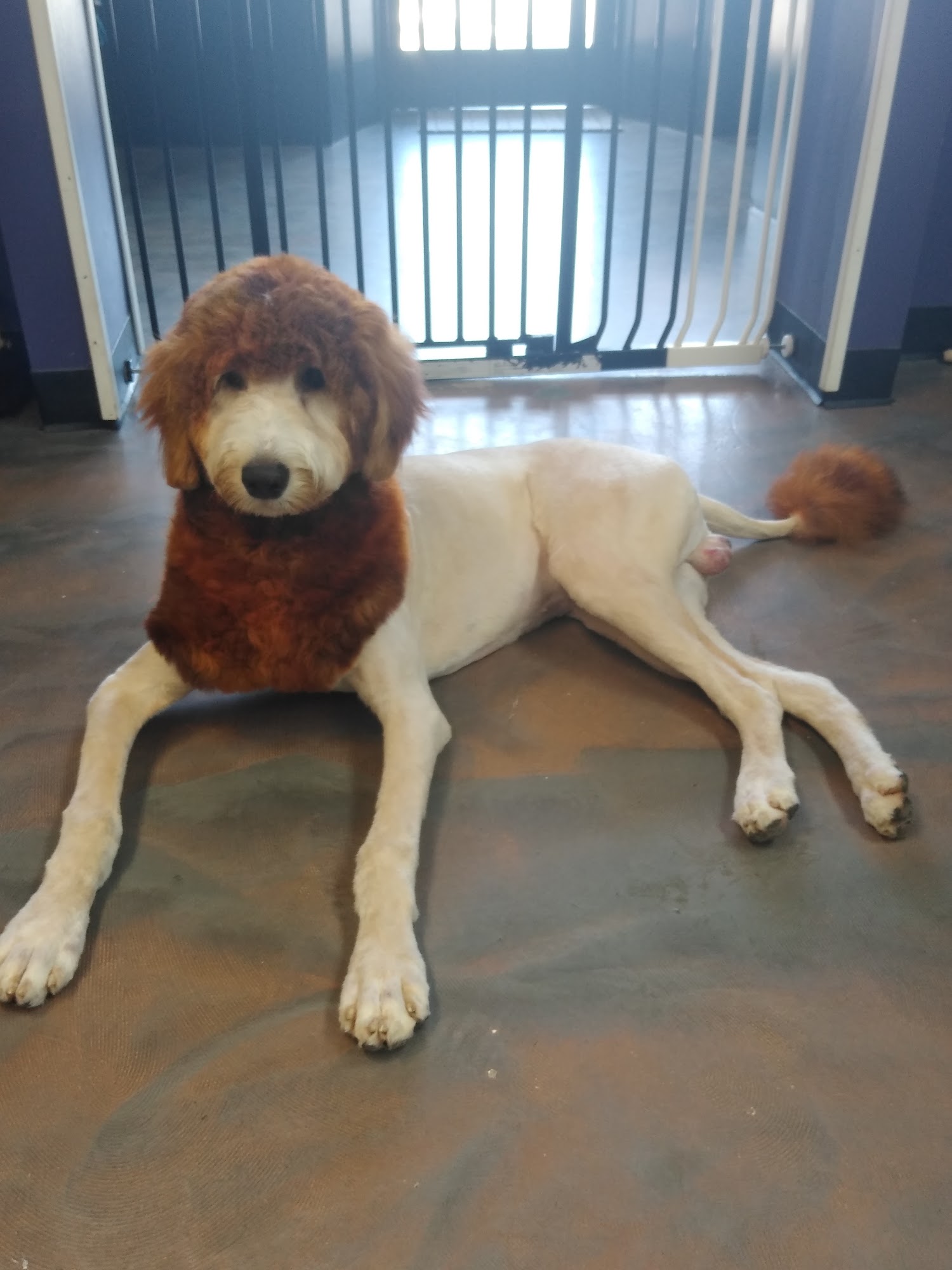 Royal Paws Pet Salon High Point