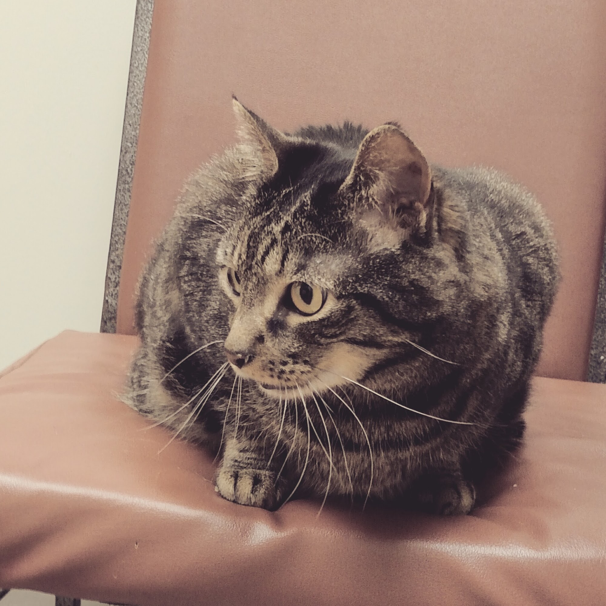 Hillsborough Veterinary Clinic Hillsborough