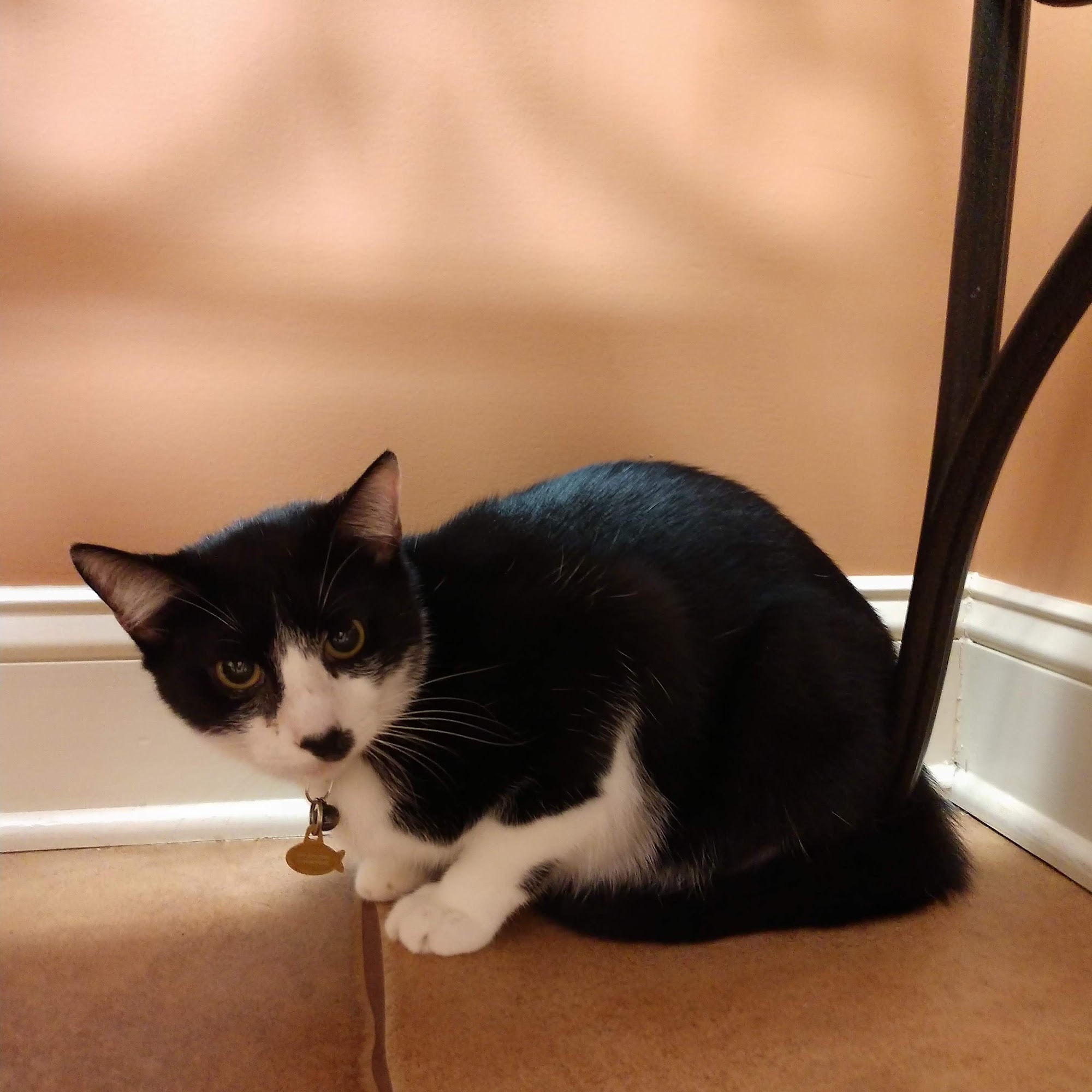 Piedmont Veterinary Clinic Hillsborough