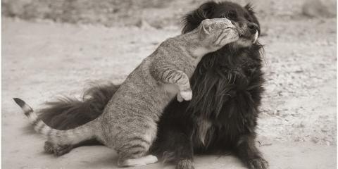 Piedmont Veterinary Clinic: Sugg Toni DVM Hillsborough