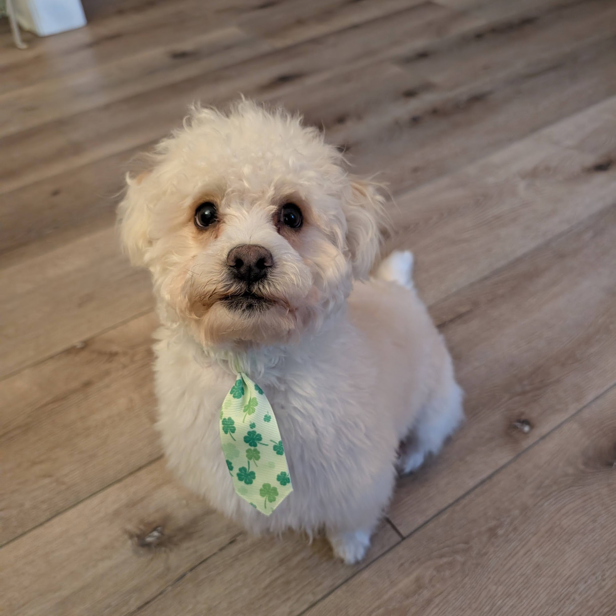 Harmony Pet Spa Holly Ridge