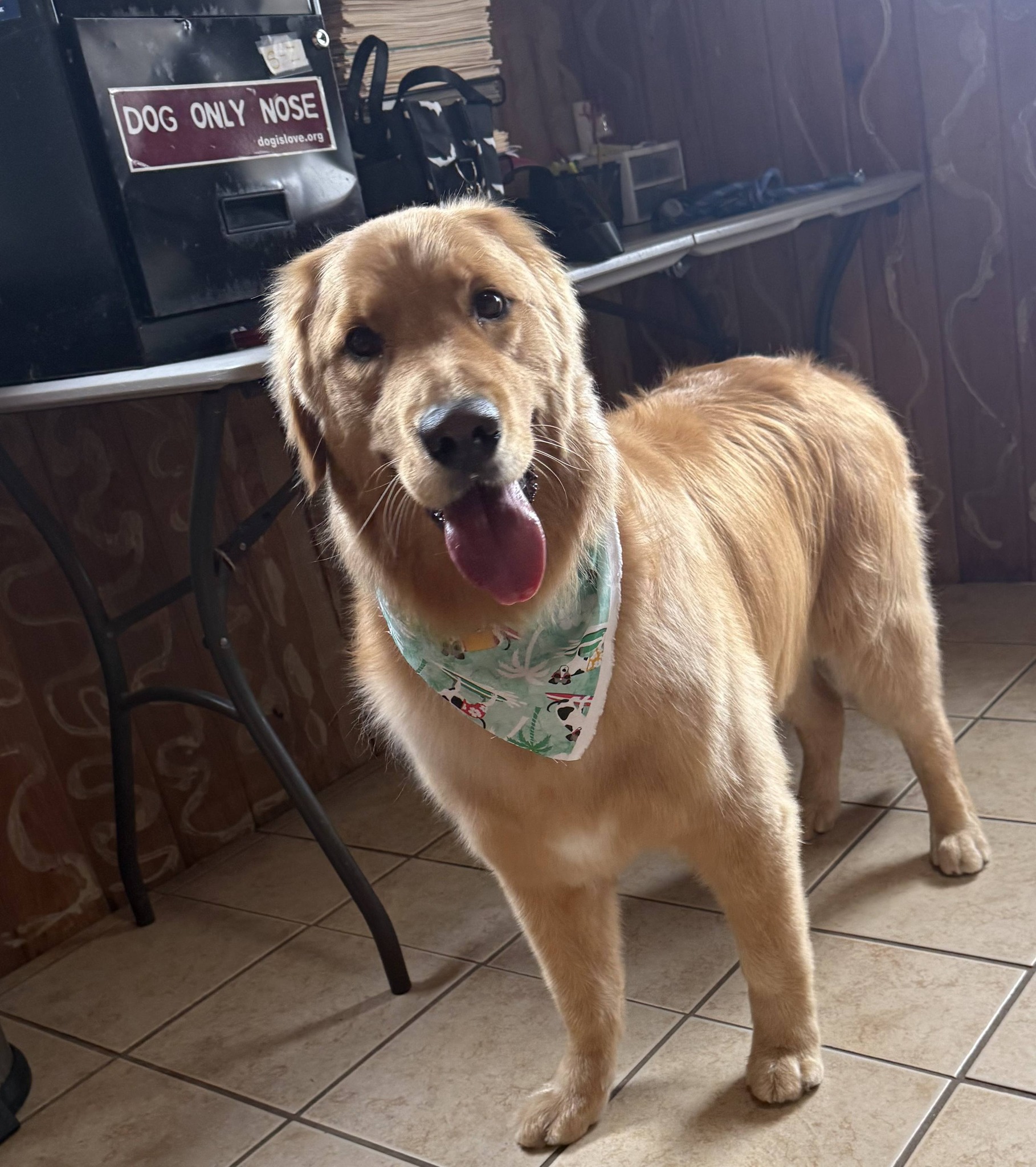 TailWaggers Dog Spa Holly Ridge