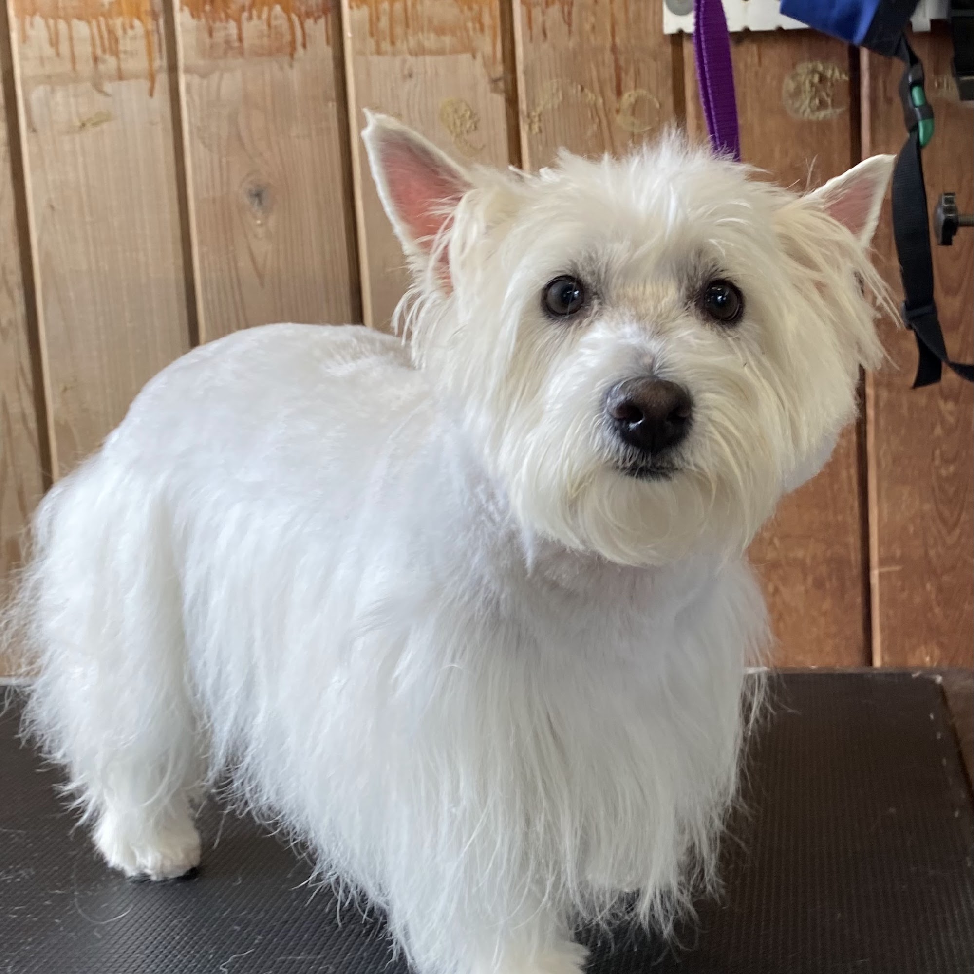 TailWaggers Dog Spa Holly Ridge