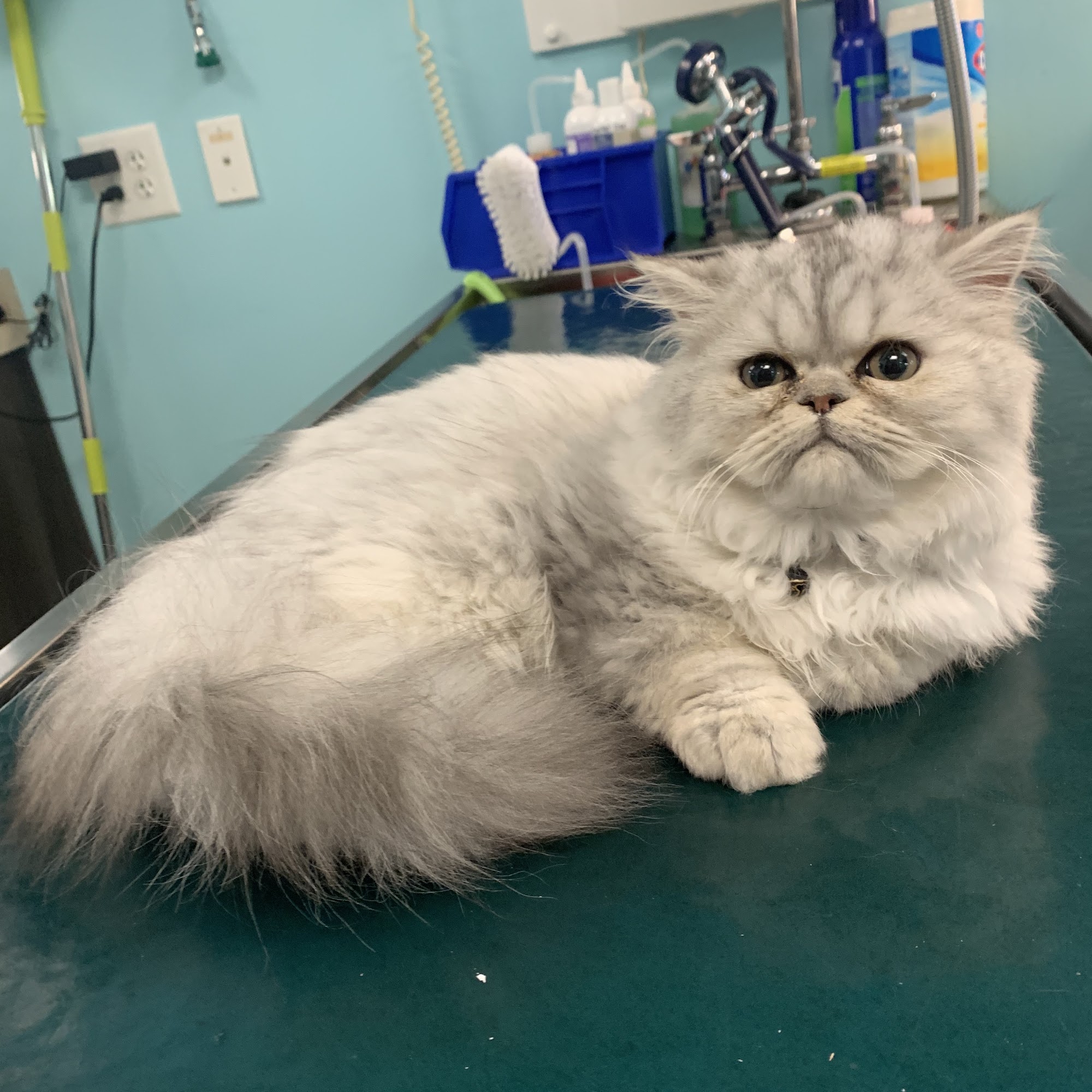 Hope Veterinary Hospital of Holly Springs Holly Springs