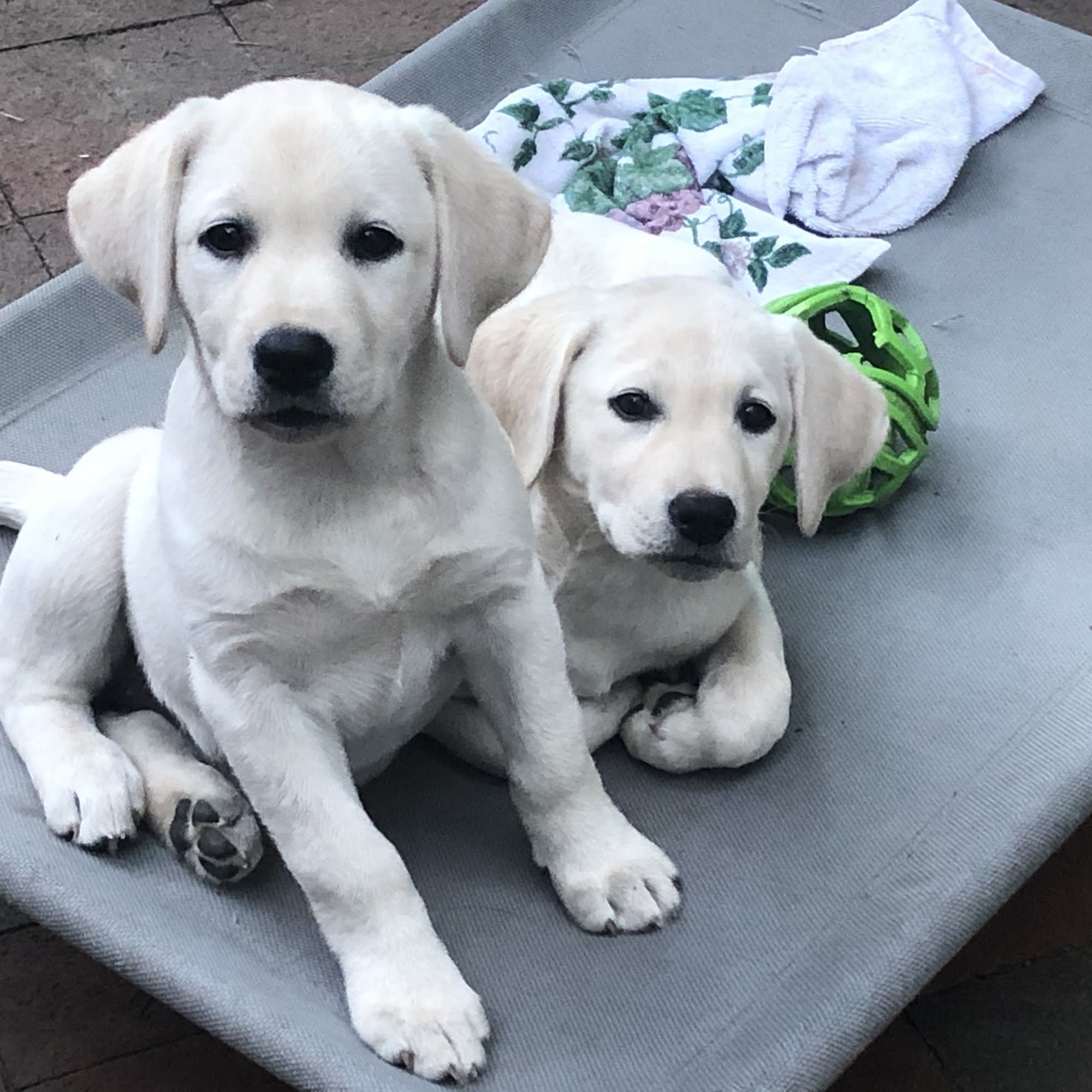 Winter Creek Labradors Holly Springs