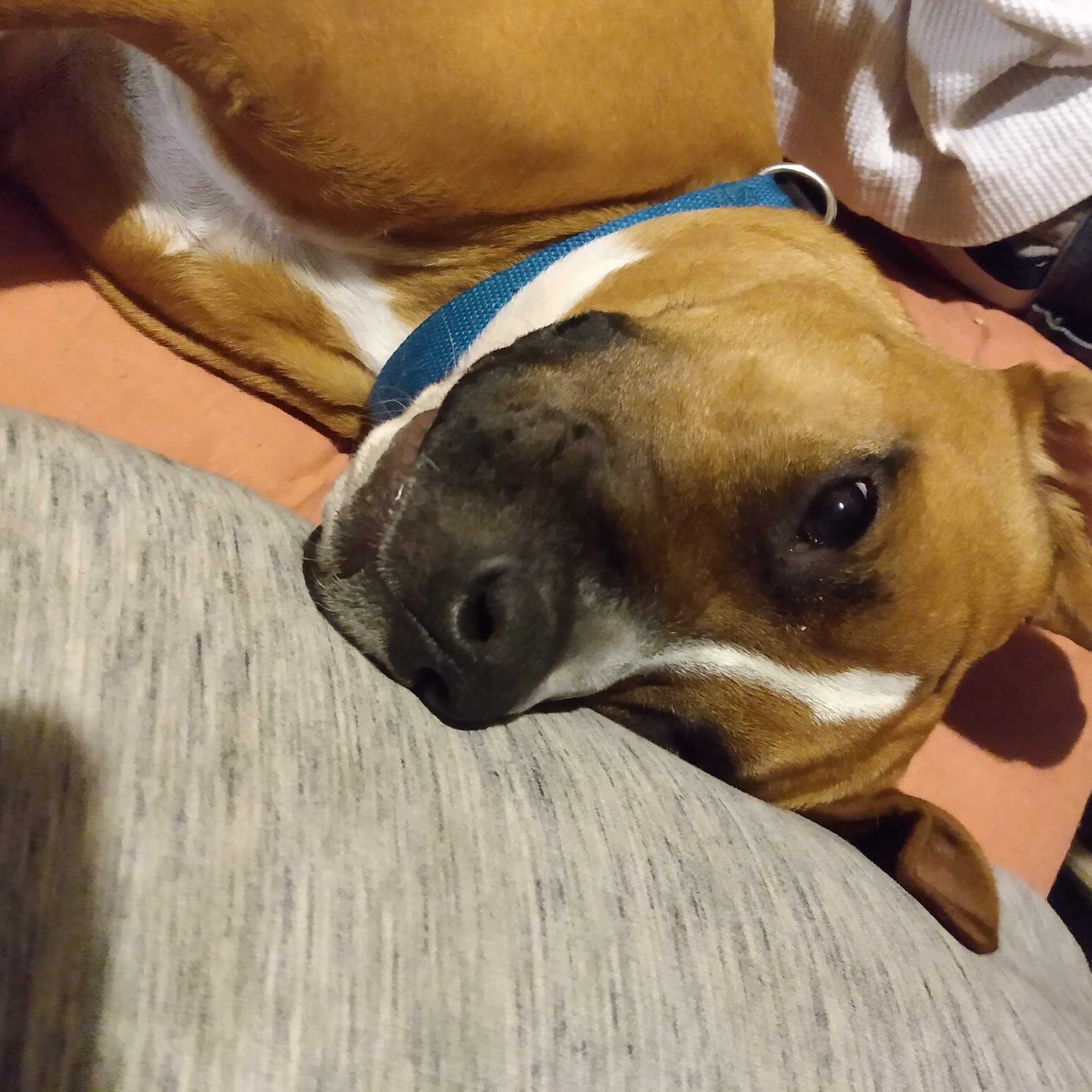 Cypress Lakes Animal Hospital Hope Mills