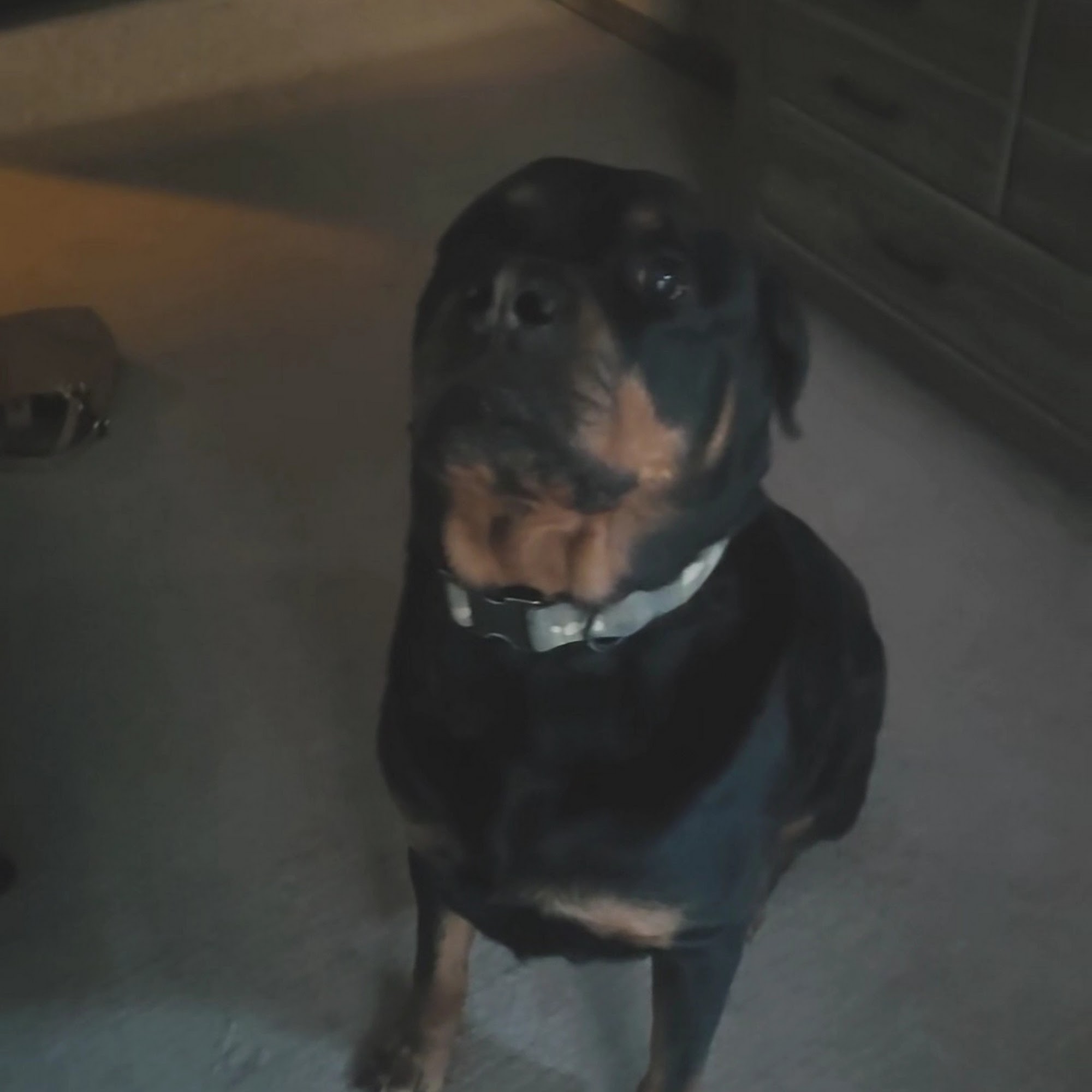 VonSederHaus Rottweiler Hubert