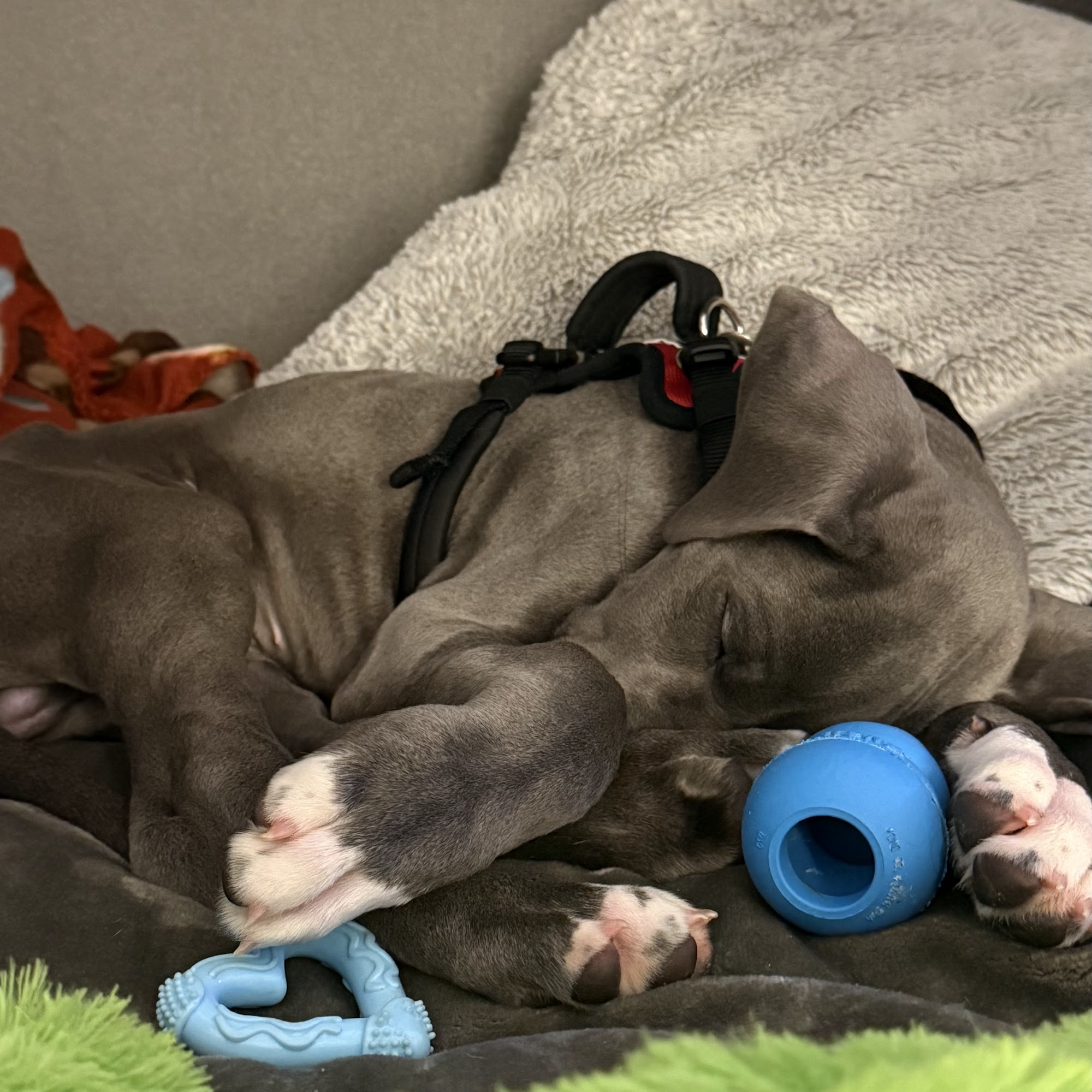 Carolina Veterinary Specialists Huntersville