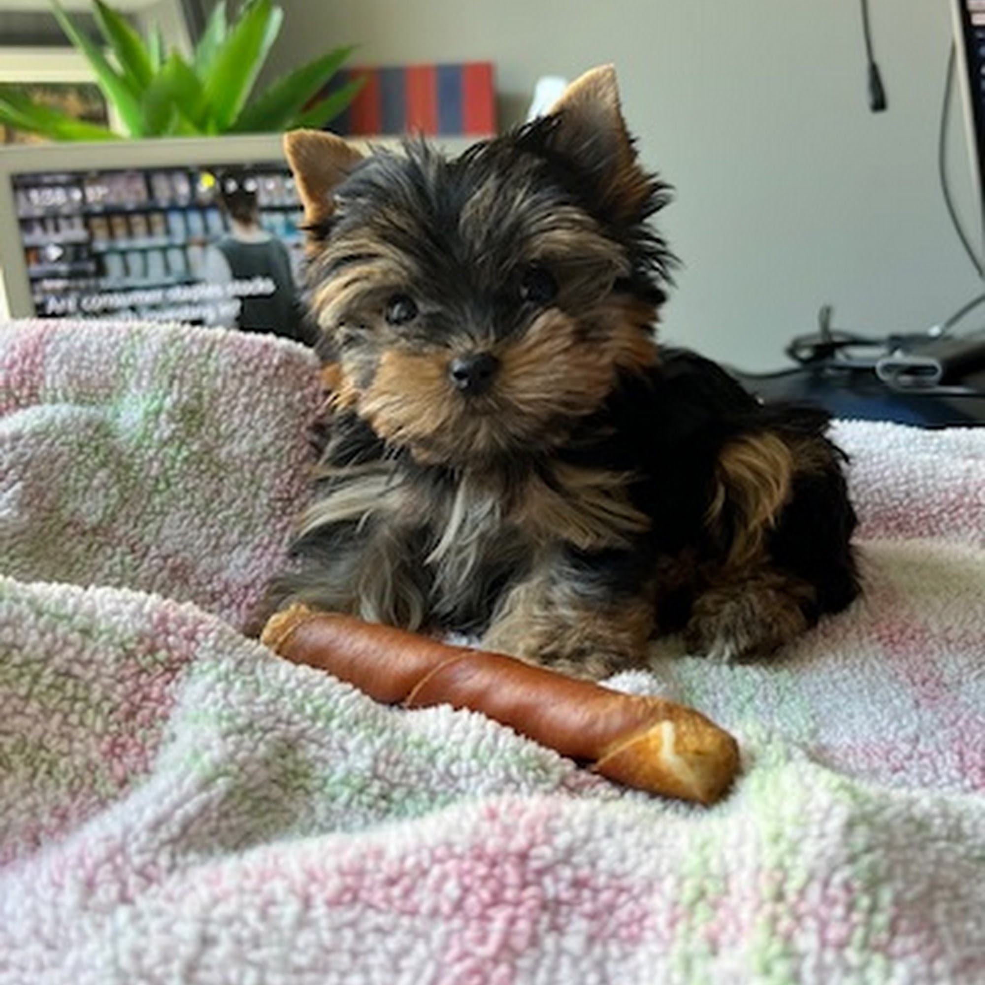 Birkdale Animal Hospital Huntersville