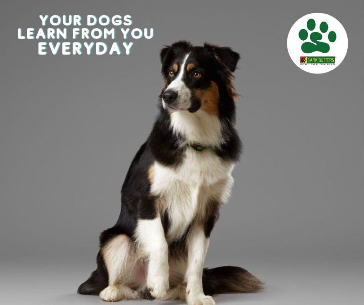 Bark Busters Lake Norman Huntersville