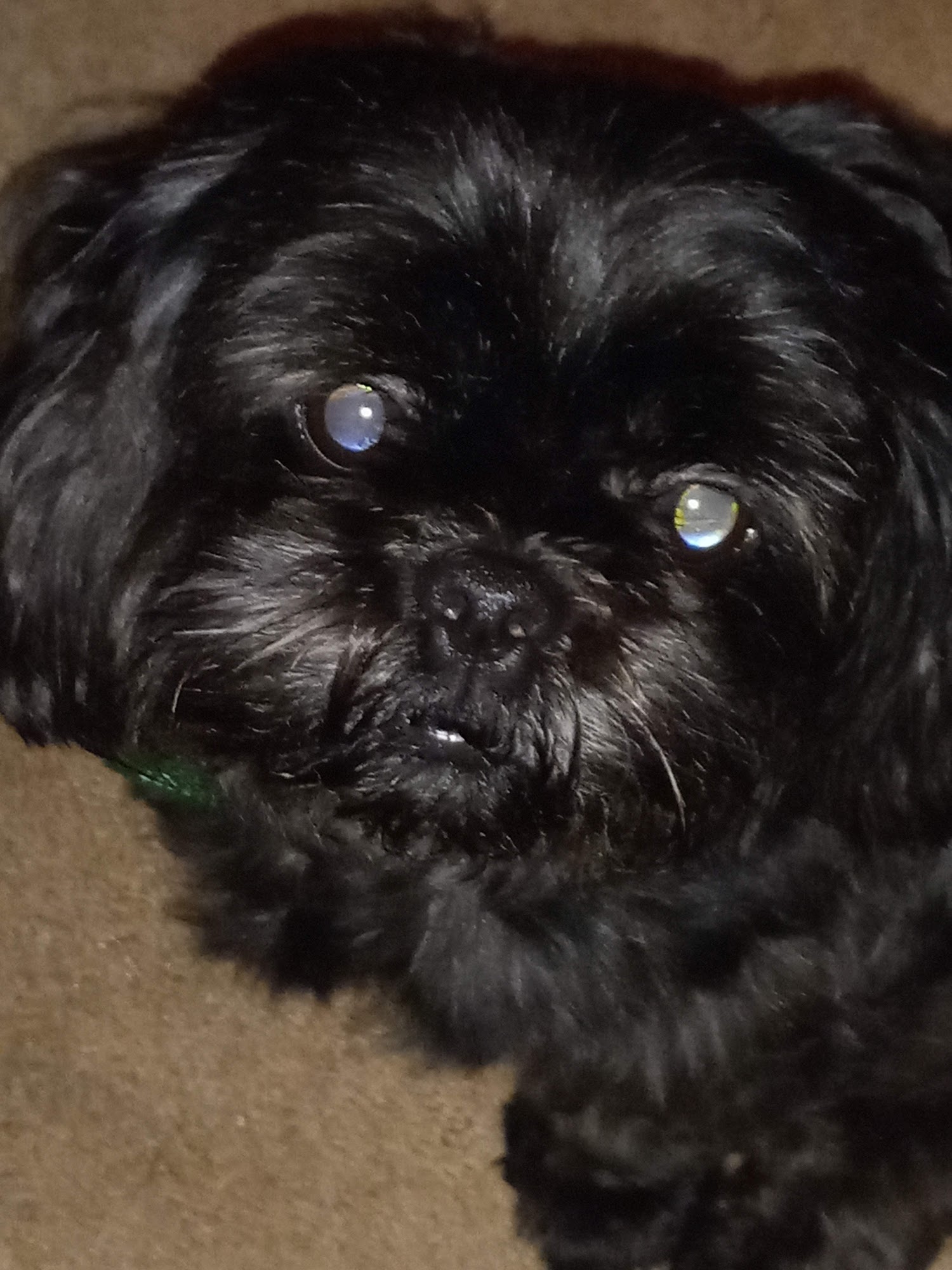 Tender Grooming Indian Trail