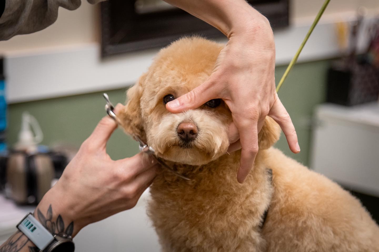 Sara's Dog Gone Beautiful Pet Salon & Spa Indian Trail